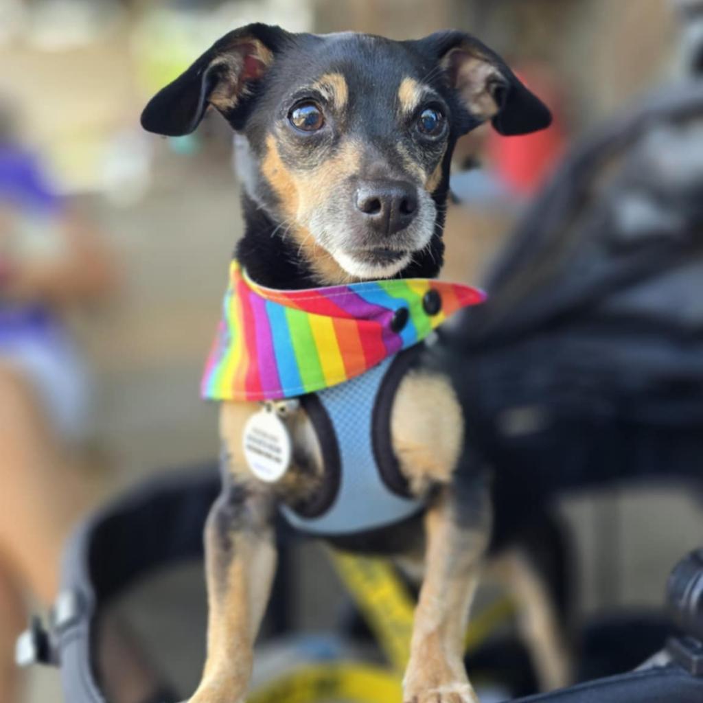 Peggy, an adoptable Chihuahua in Raleigh, NC, 27604 | Photo Image 2