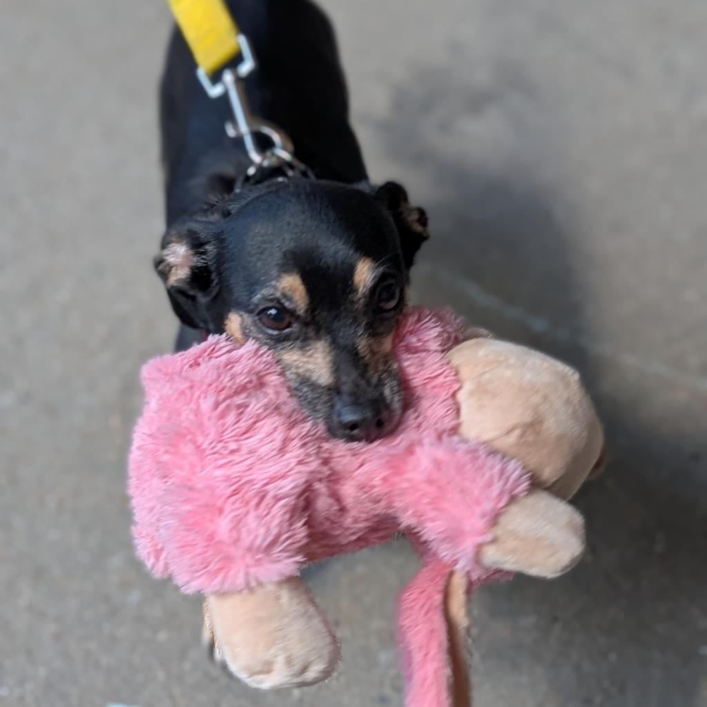 Peggy, an adoptable Chihuahua in Raleigh, NC, 27604 | Photo Image 3