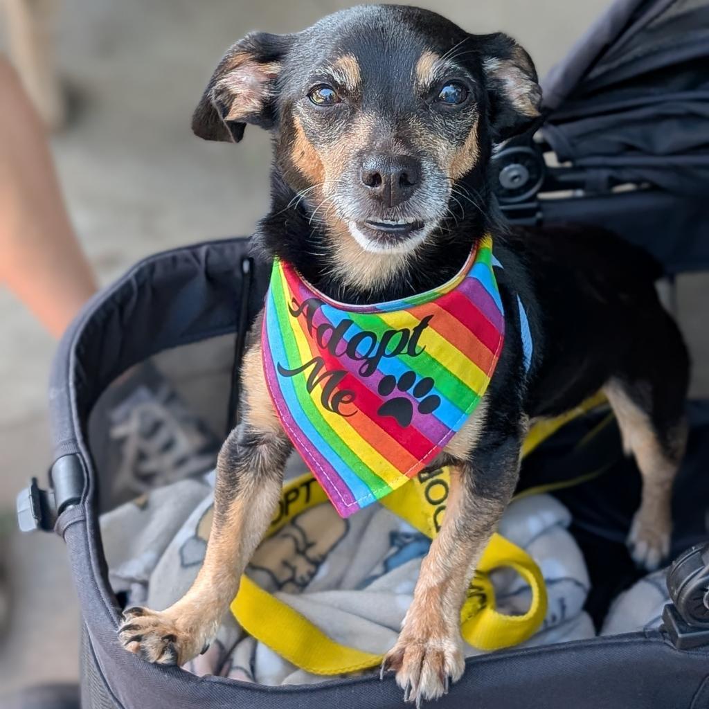 Peggy, an adoptable Chihuahua in Raleigh, NC, 27604 | Photo Image 4