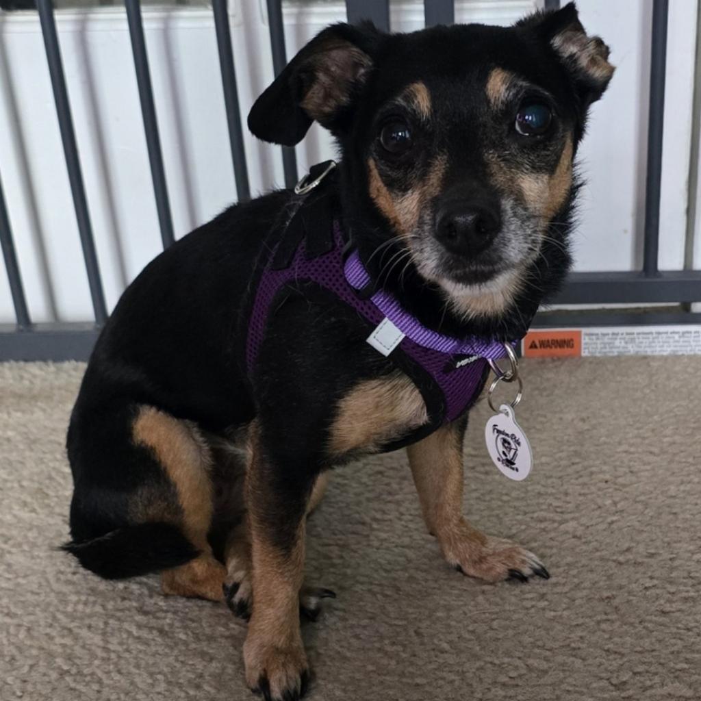 Peggy, an adoptable Chihuahua in Raleigh, NC, 27604 | Photo Image 5