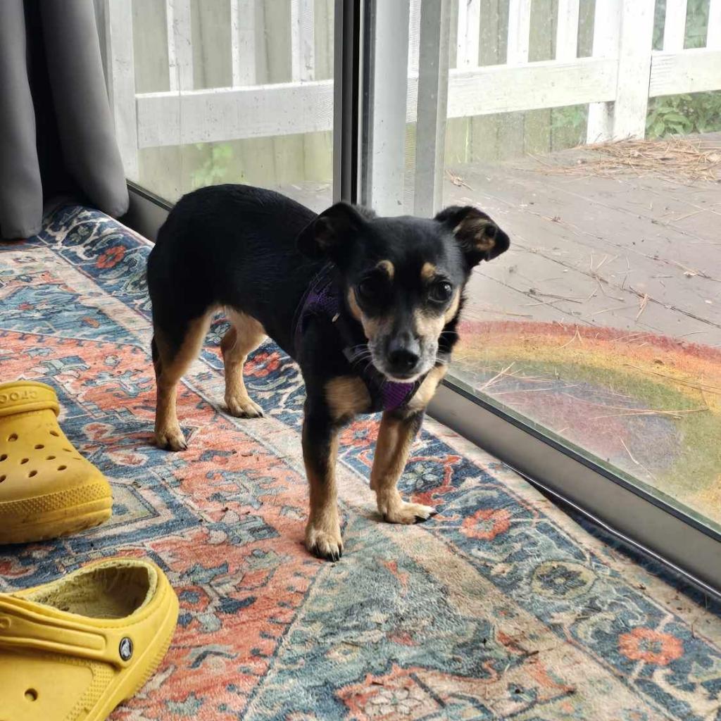 Peggy, an adoptable Chihuahua in Raleigh, NC, 27604 | Photo Image 5