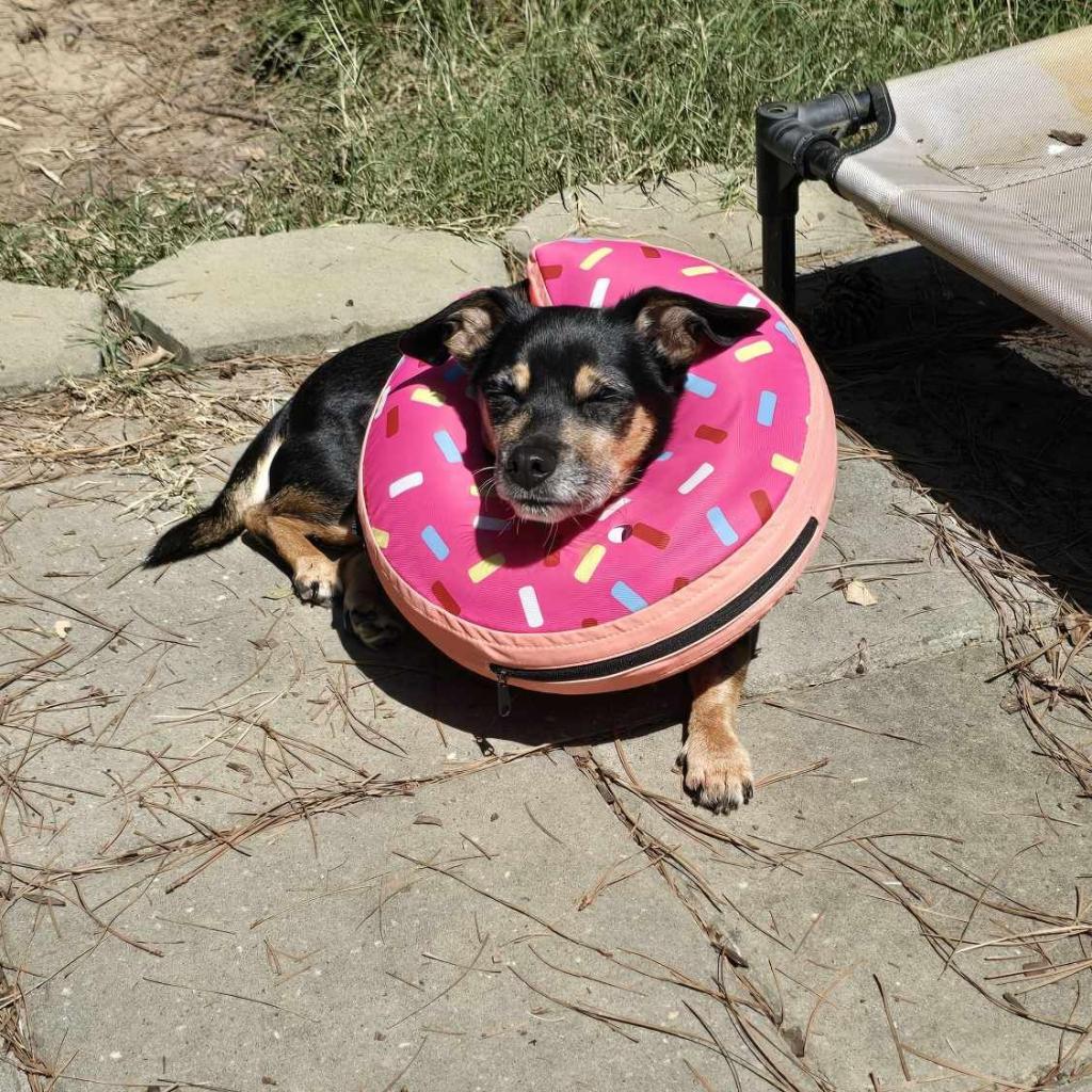 Peggy, an adoptable Chihuahua in Raleigh, NC, 27604 | Photo Image 6