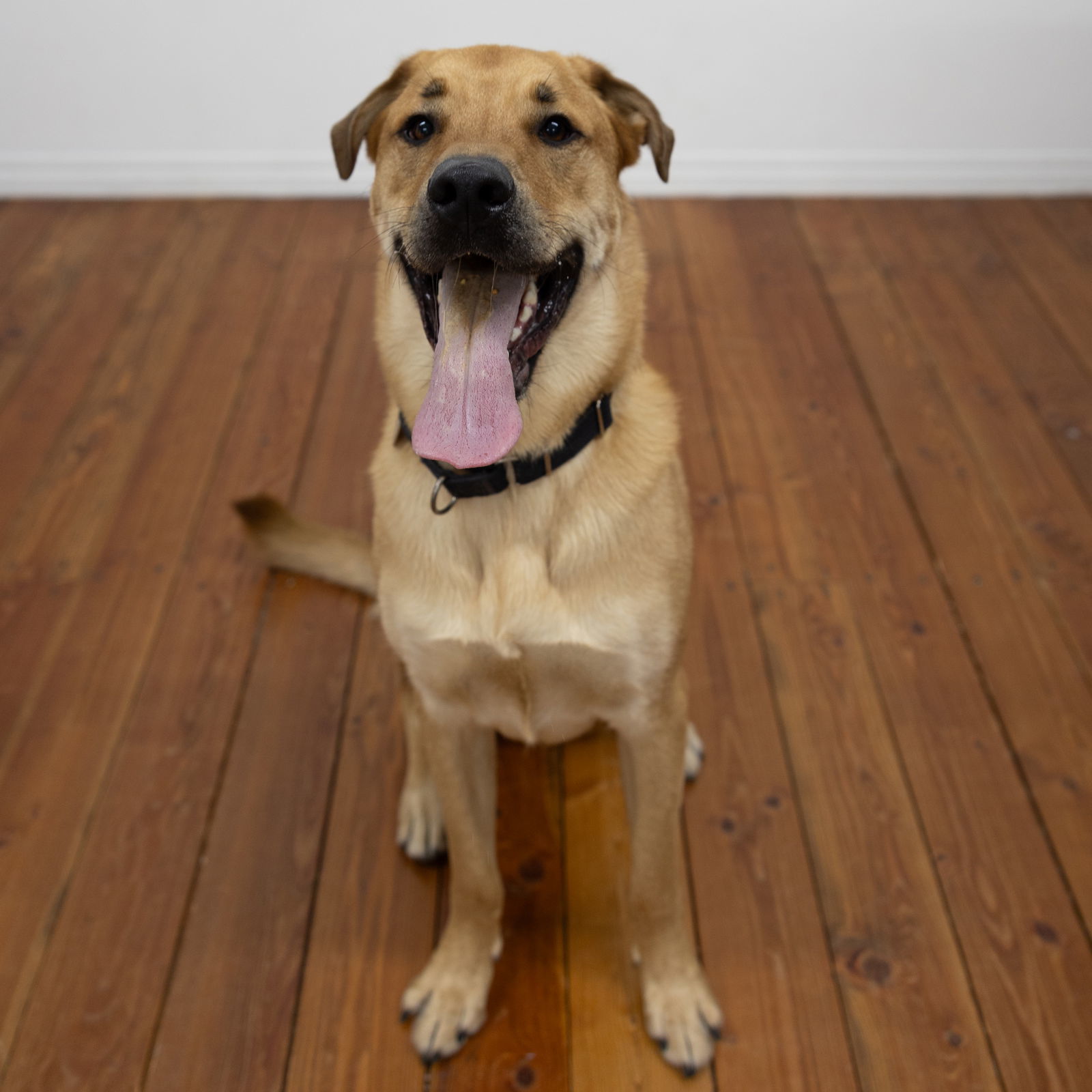 Giacomo, an adoptable Labrador Retriever in Fargo, ND, 58103 | Photo Image 1