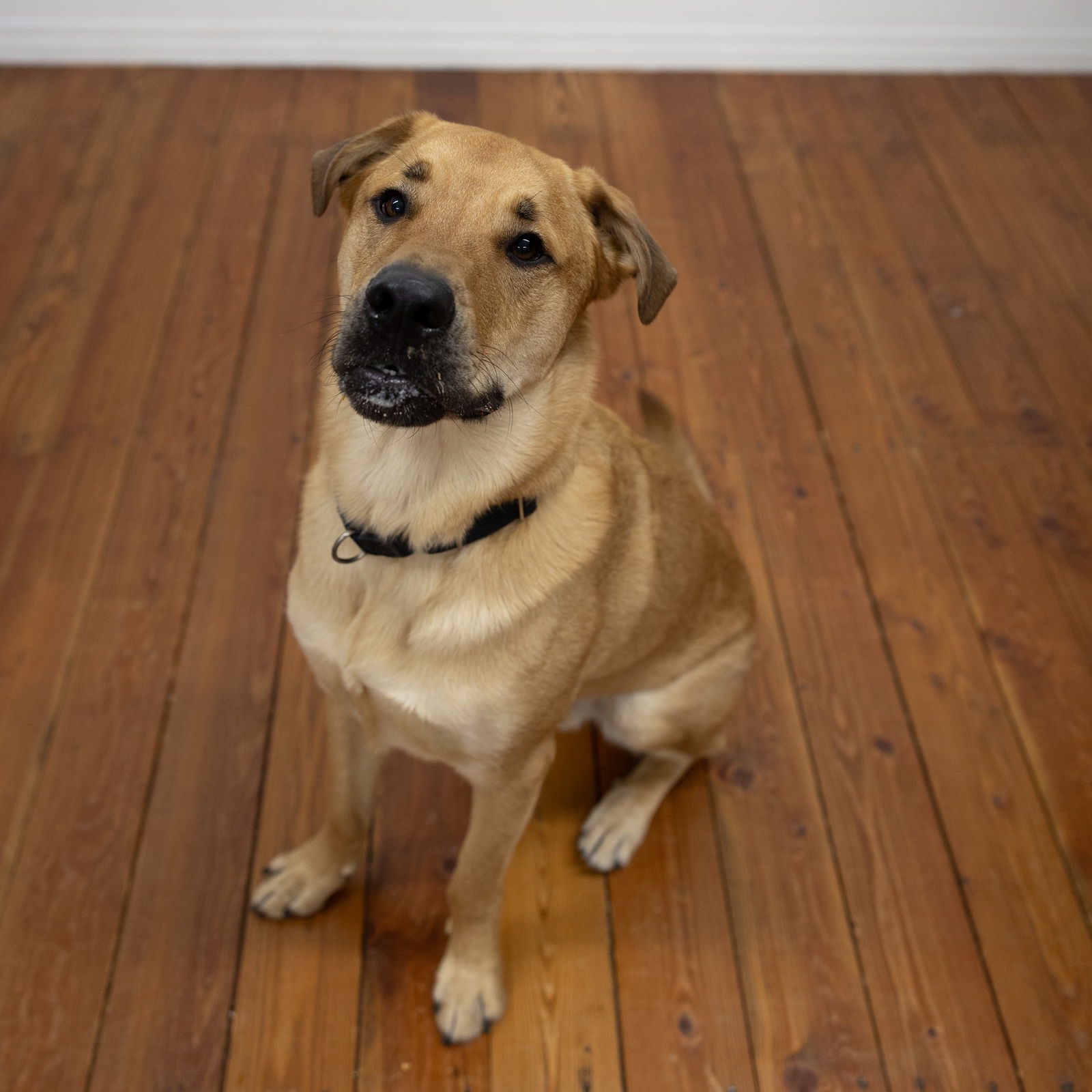 Giacomo, an adoptable Labrador Retriever in Fargo, ND, 58103 | Photo Image 2