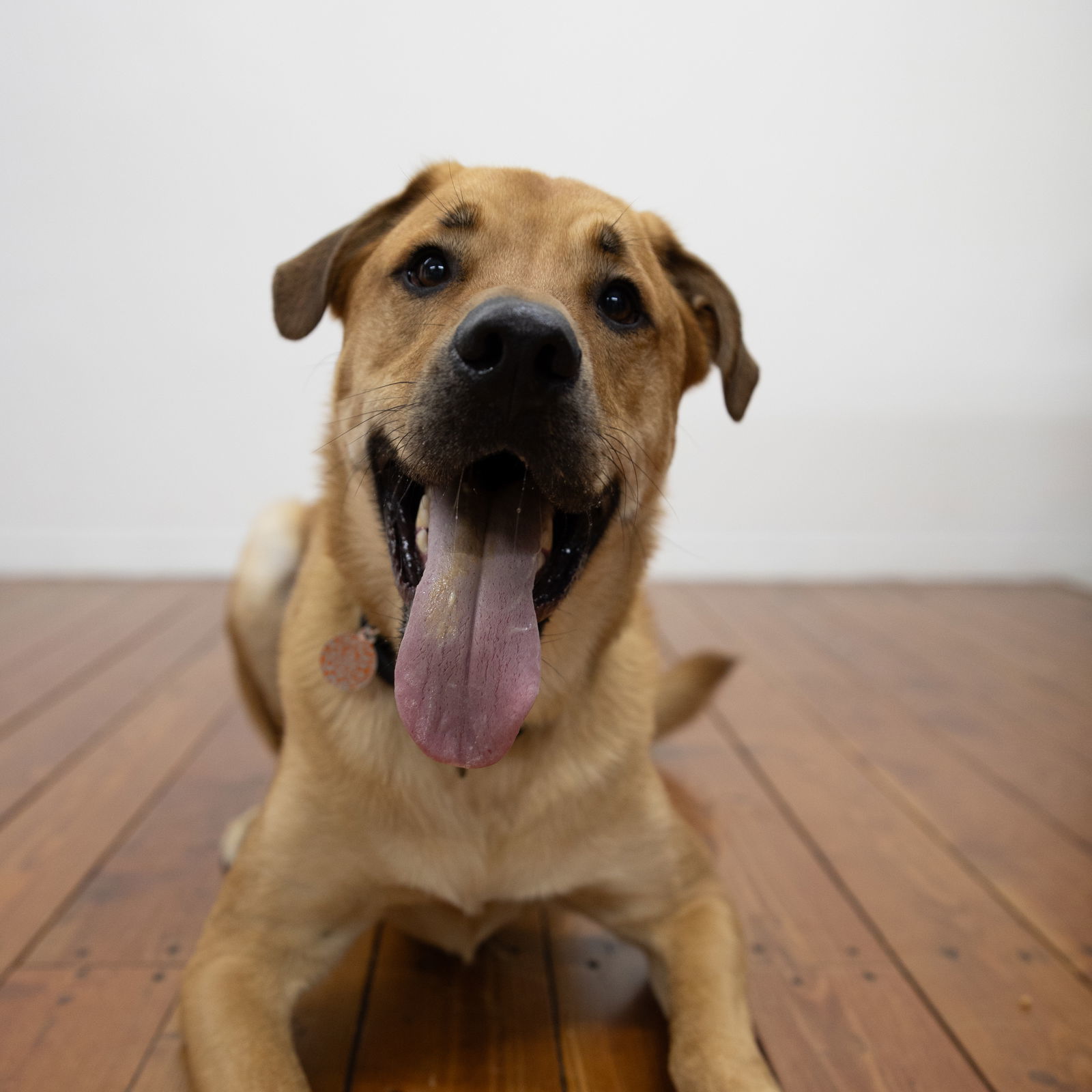 Giacomo, an adoptable Labrador Retriever in Fargo, ND, 58103 | Photo Image 3