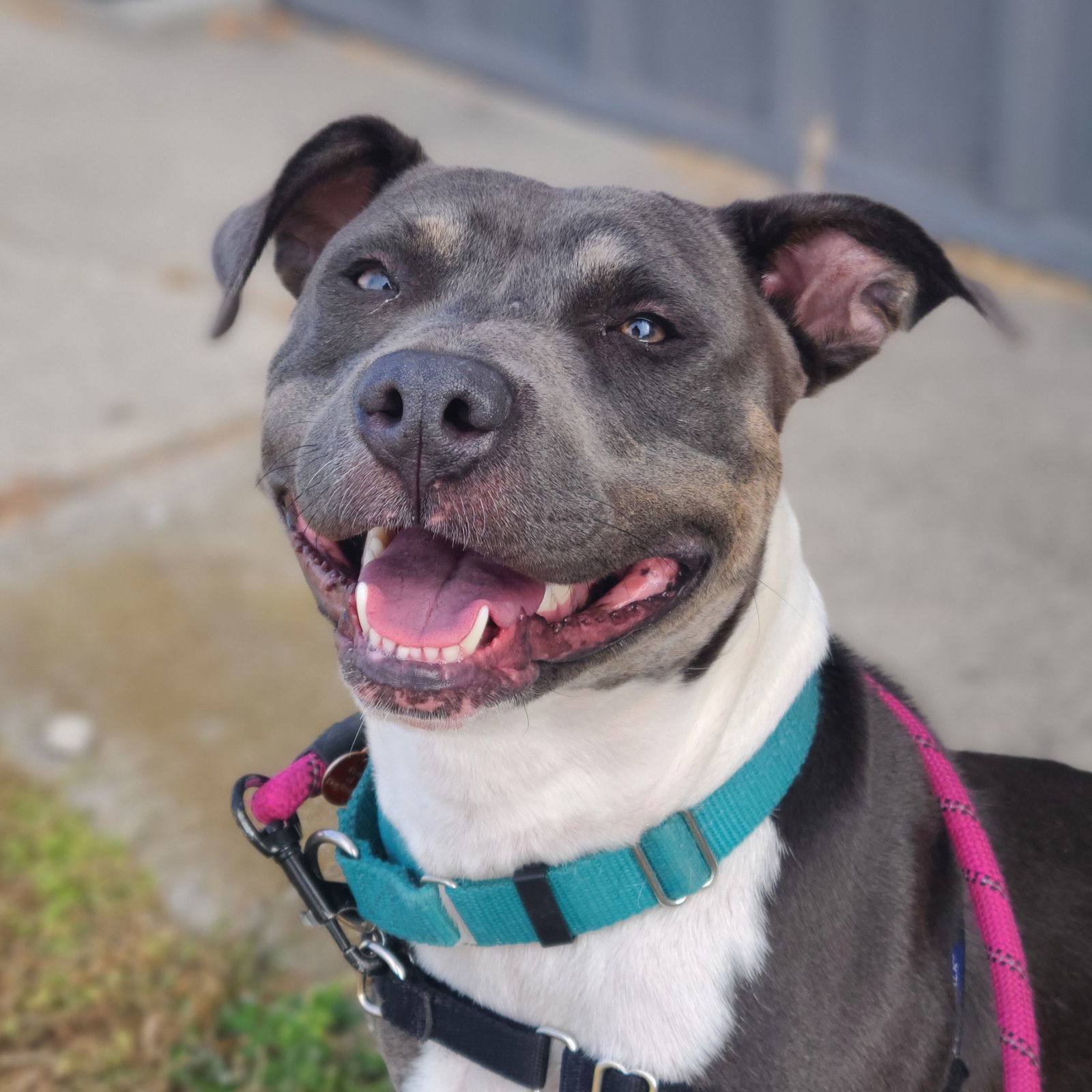 Gayle, an adoptable Pit Bull Terrier in Fargo, ND, 58103 | Photo Image 1