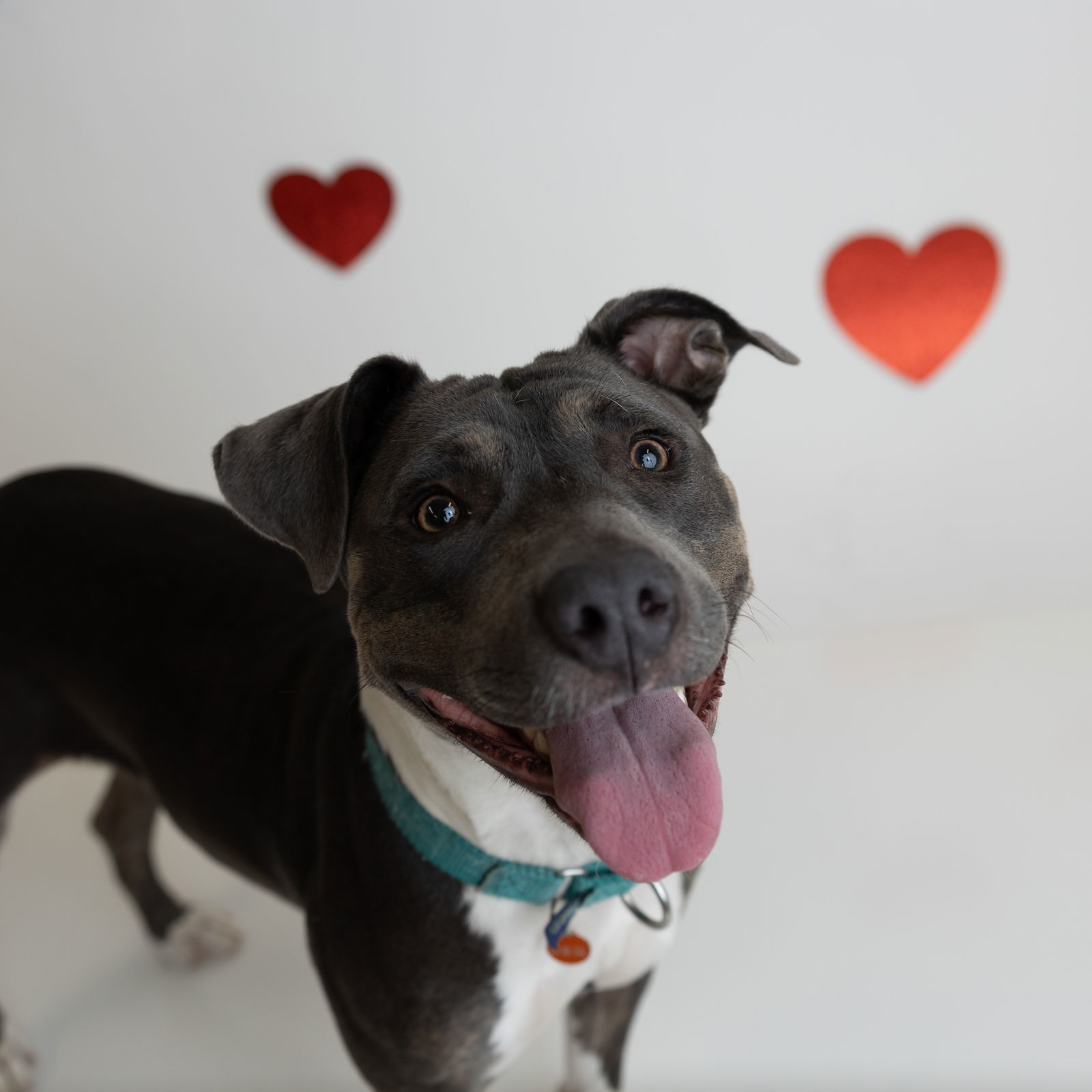 Gayle, an adoptable Pit Bull Terrier in Fargo, ND, 58103 | Photo Image 1