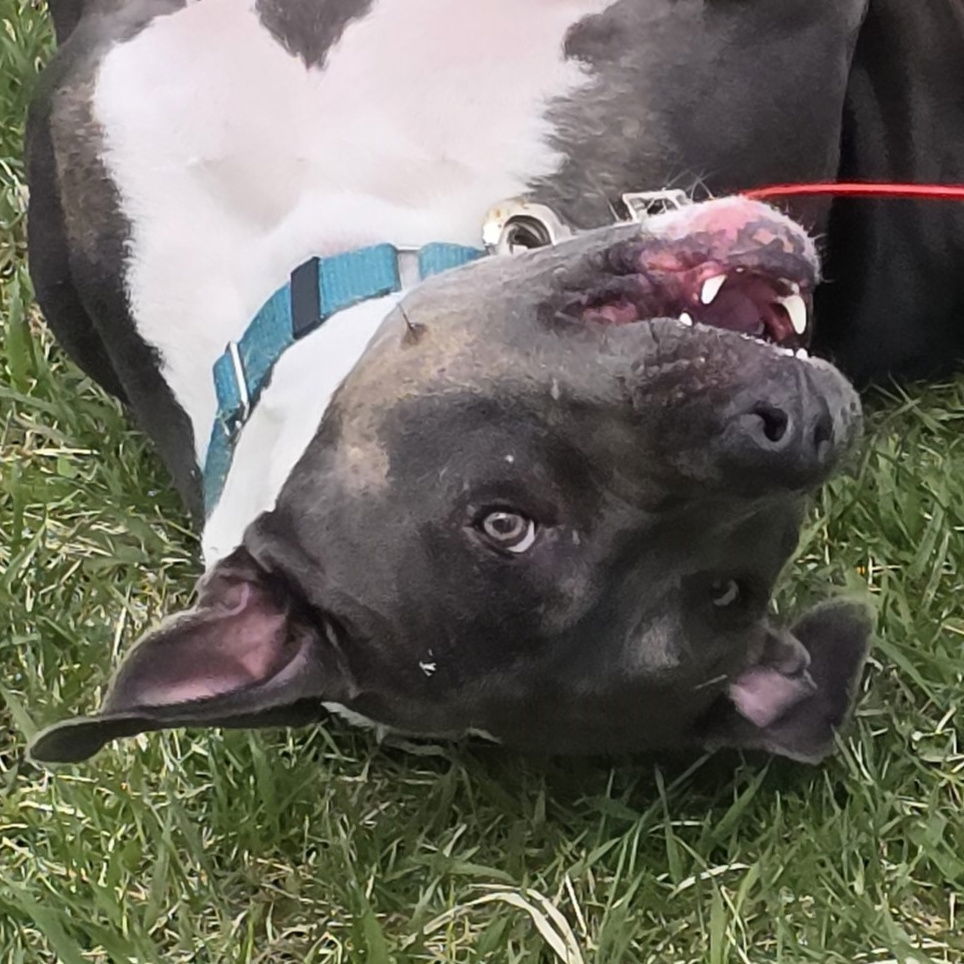 Gayle, an adoptable Pit Bull Terrier in Fargo, ND, 58103 | Photo Image 1