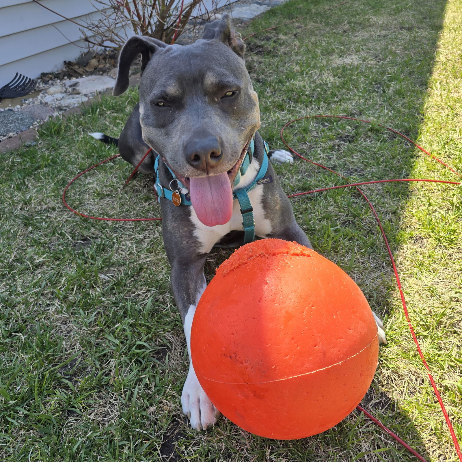 Gayle, an adoptable Pit Bull Terrier in Fargo, ND, 58103 | Photo Image 1