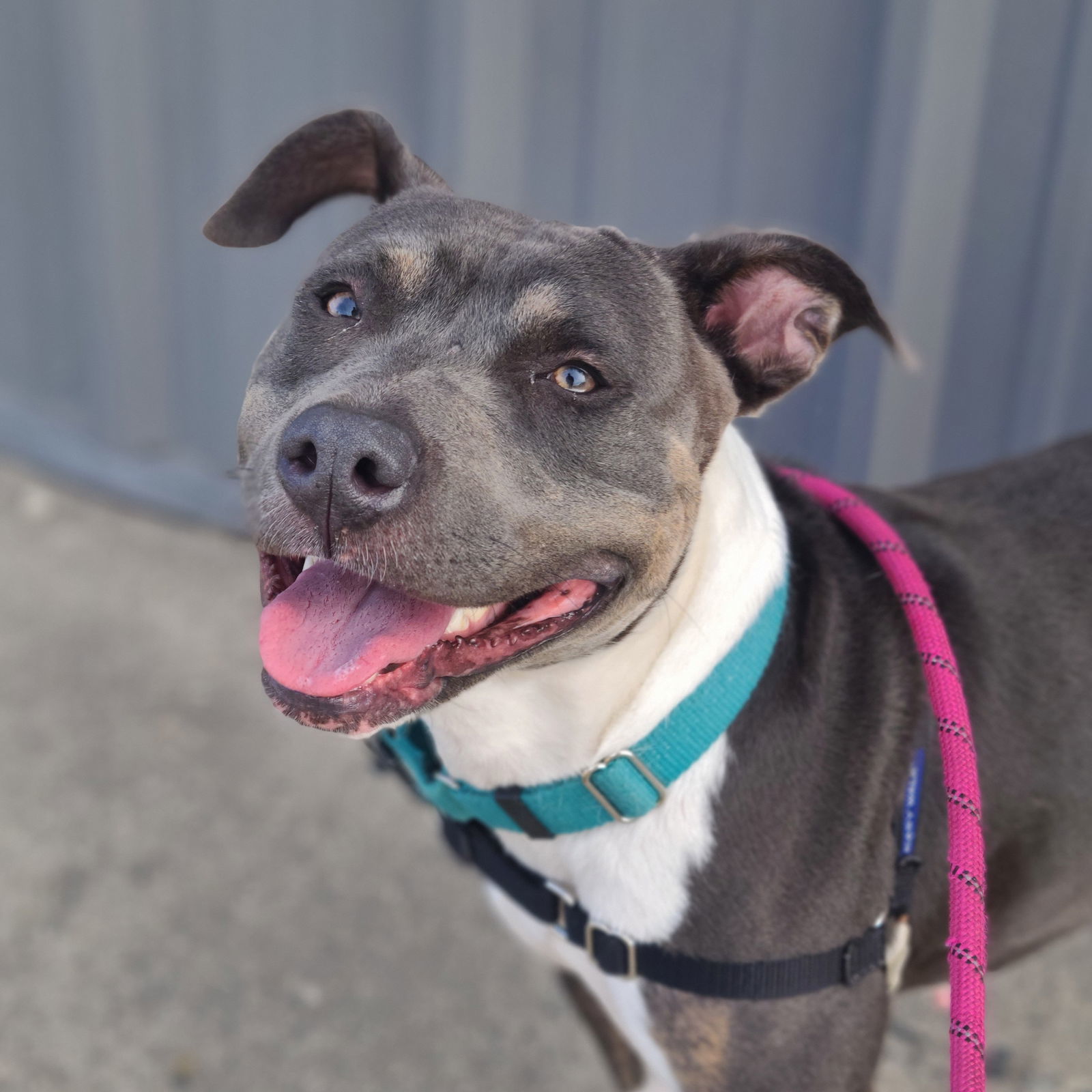 Gayle, an adoptable Pit Bull Terrier in Fargo, ND, 58103 | Photo Image 2