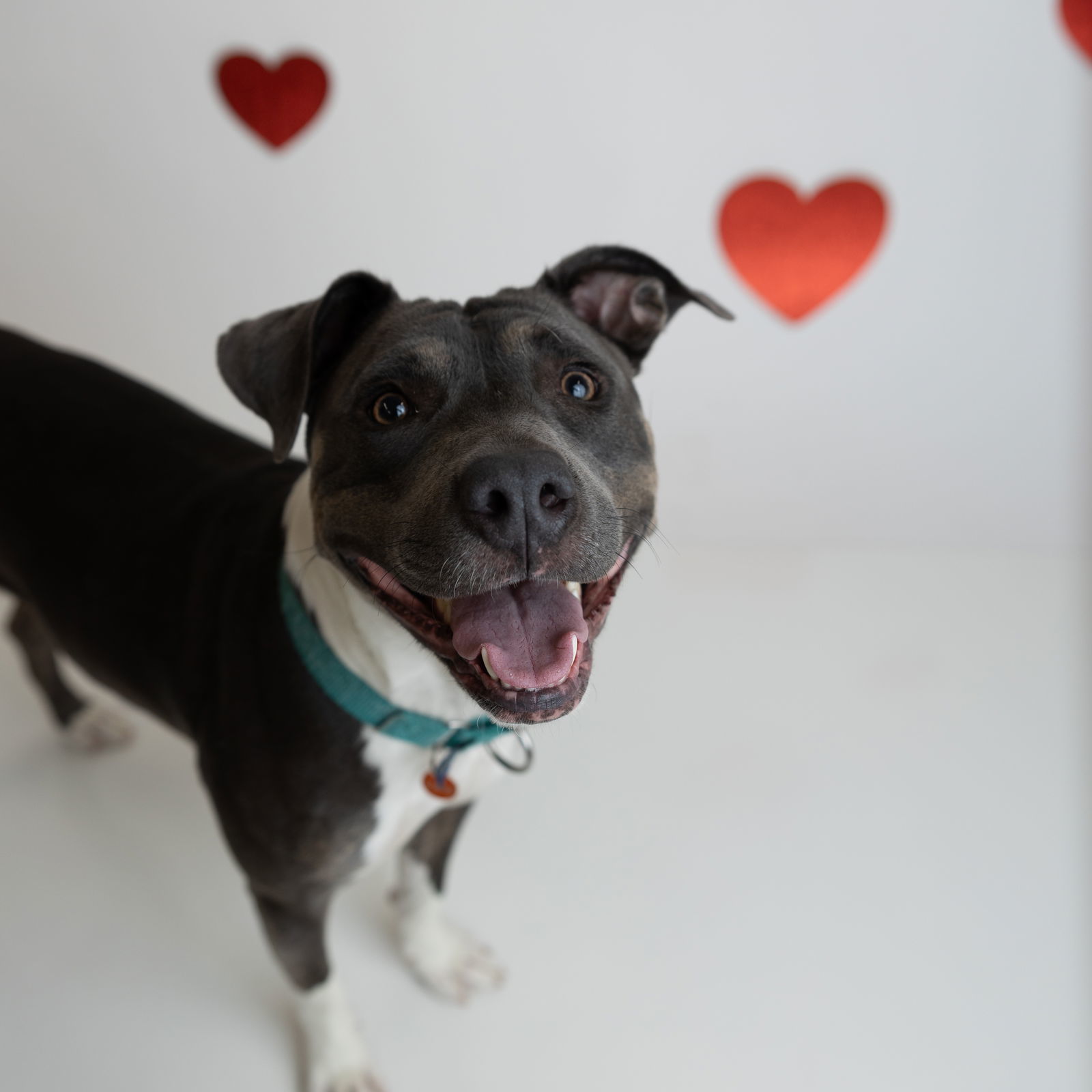 Gayle, an adoptable Pit Bull Terrier in Fargo, ND, 58103 | Photo Image 2