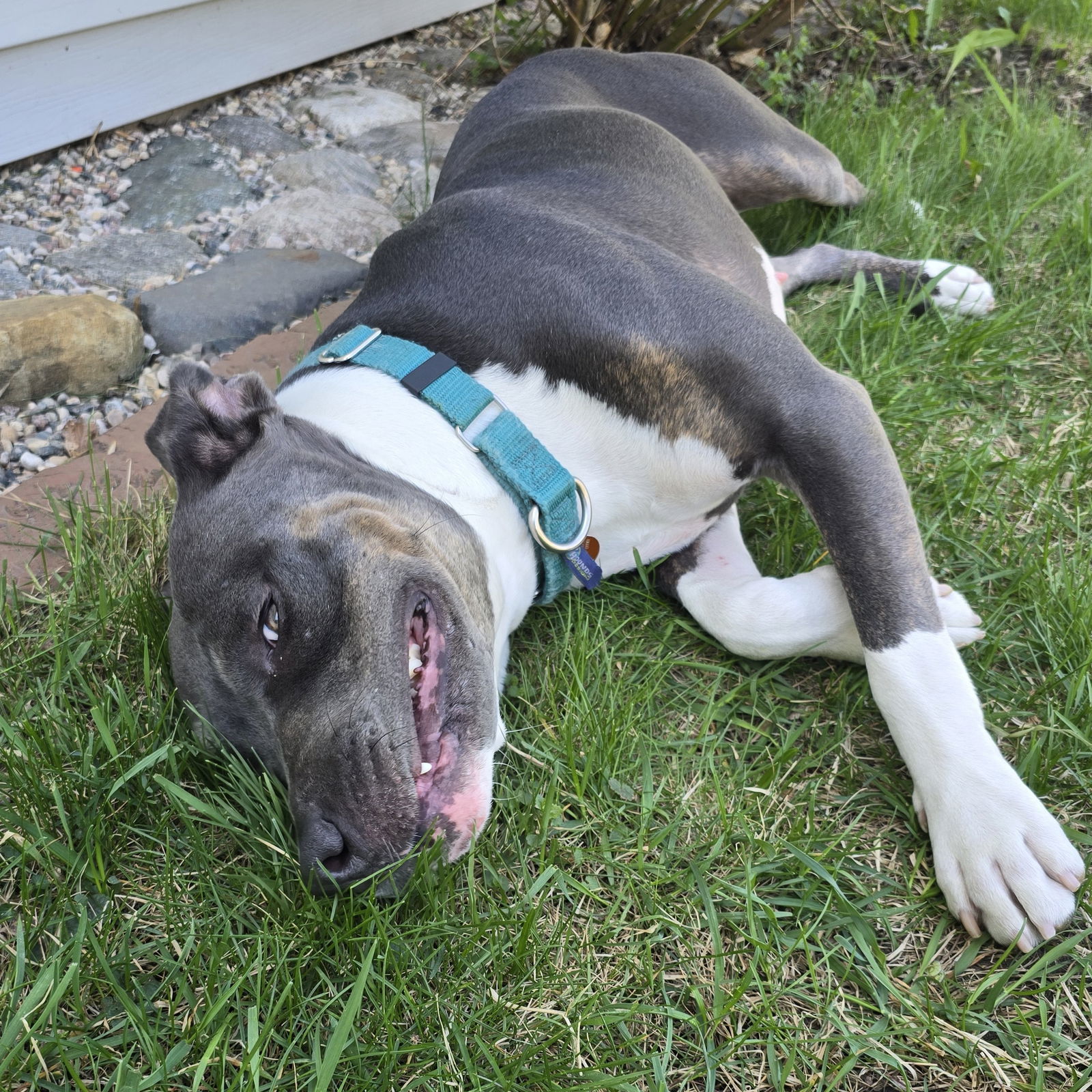 Gayle, an adoptable Pit Bull Terrier in Fargo, ND, 58103 | Photo Image 2