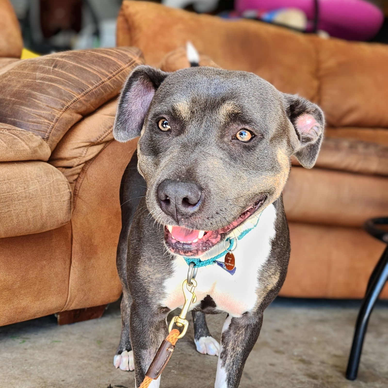 Gayle, an adoptable Pit Bull Terrier in Fargo, ND, 58103 | Photo Image 3