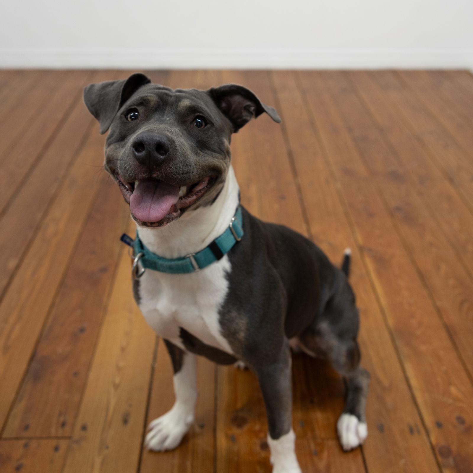 Gayle, an adoptable Pit Bull Terrier in Fargo, ND, 58103 | Photo Image 3