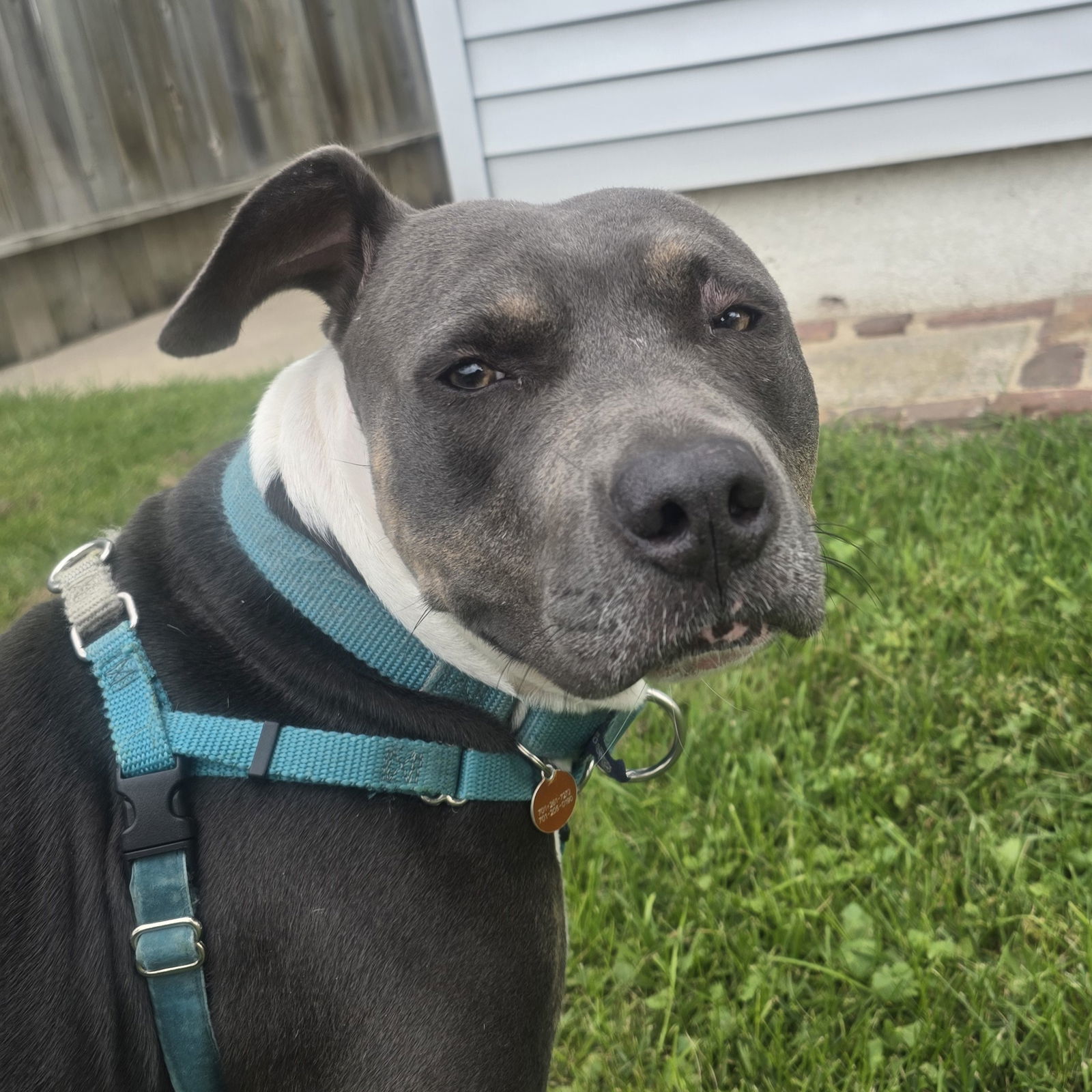 Gayle, an adoptable Pit Bull Terrier in Fargo, ND, 58103 | Photo Image 3