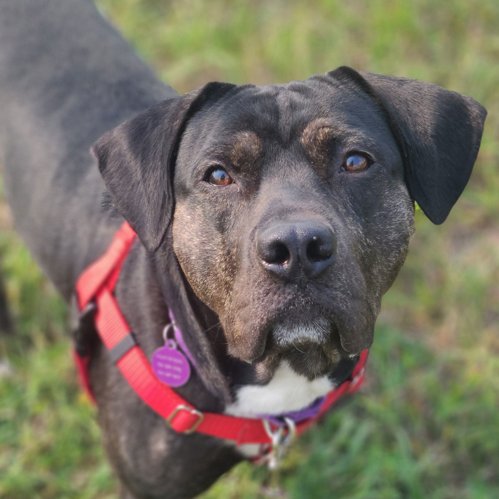 Blink 182, an adoptable Pit Bull Terrier in Fargo, ND, 58103 | Photo Image 1