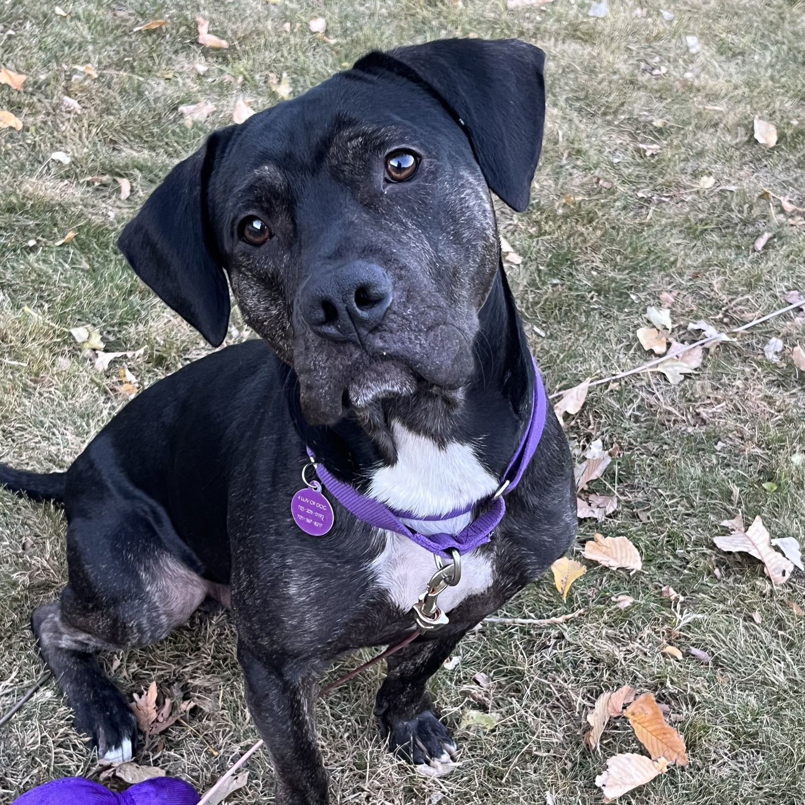 Blink 182, an adoptable Pit Bull Terrier in Fargo, ND, 58103 | Photo Image 2