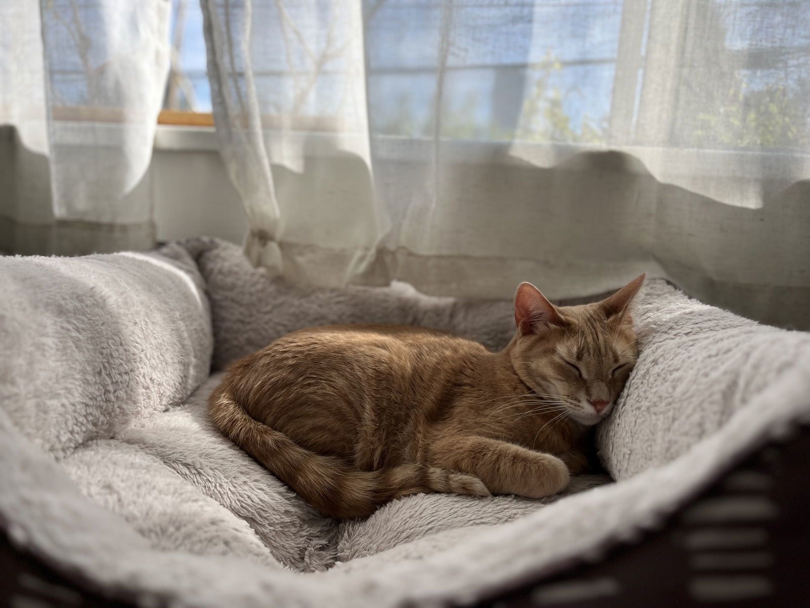 Pluto (bonded with Mars)
