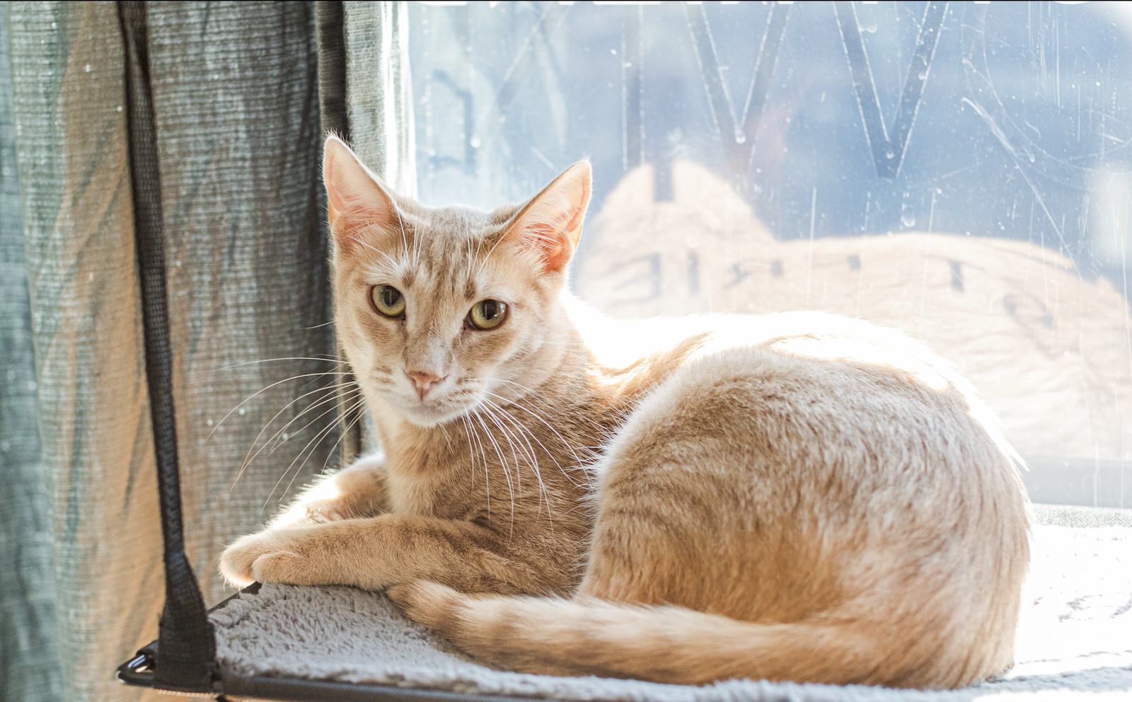 Pluto (bonded with Mars)