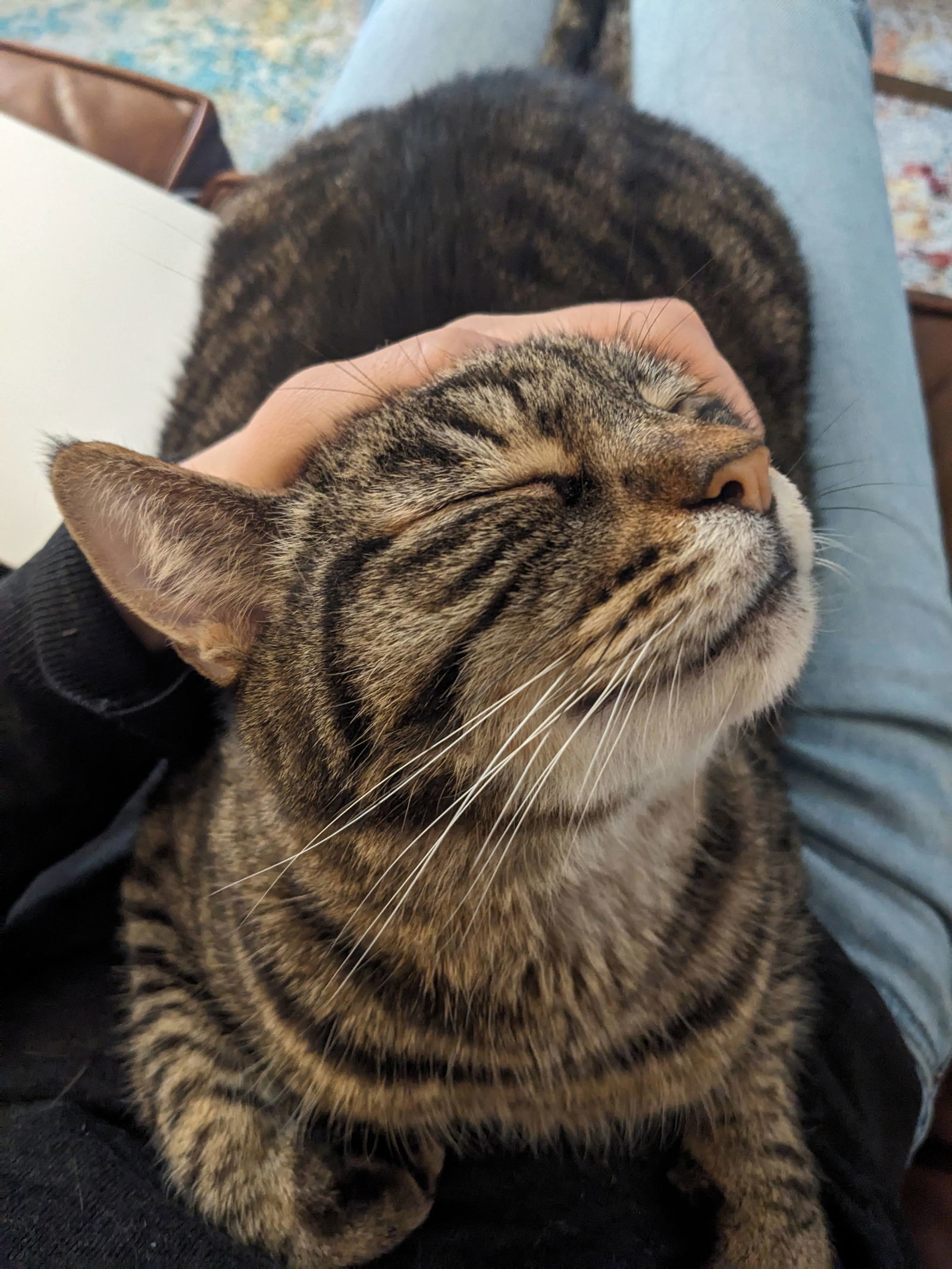 Huck (bonded with Goji)
