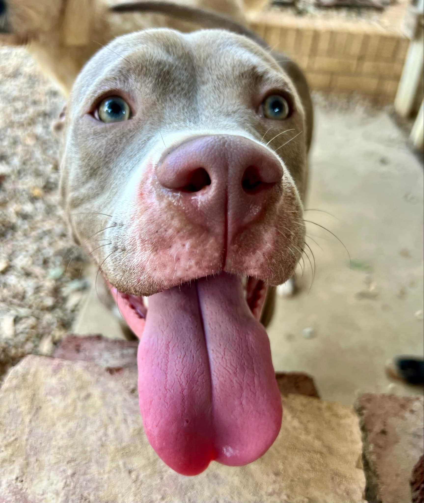 Care Bear, an adoptable Pit Bull Terrier in Arlee, MT, 59821 | Photo Image 1