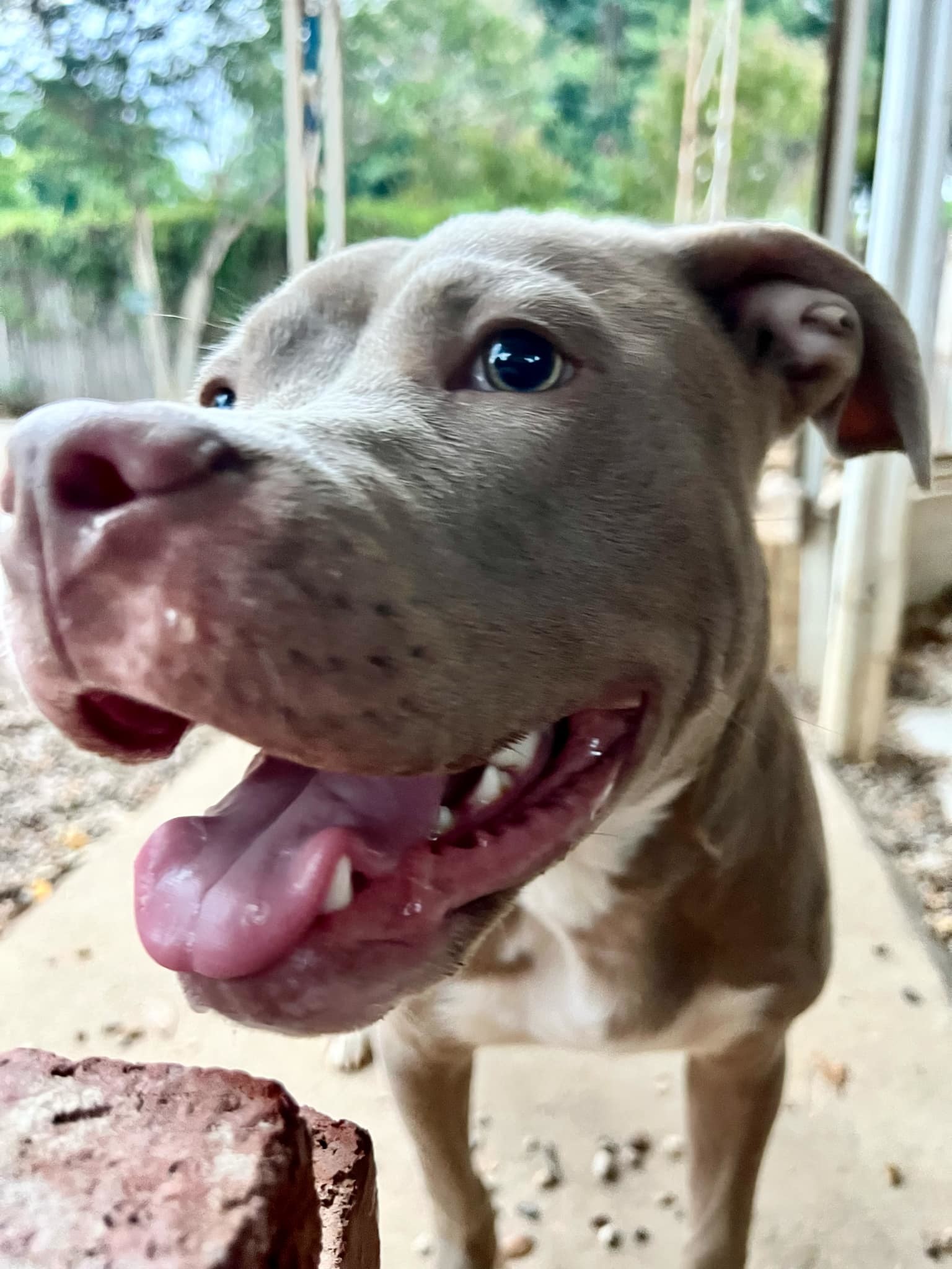 Care Bear, an adoptable Pit Bull Terrier in Arlee, MT, 59821 | Photo Image 2