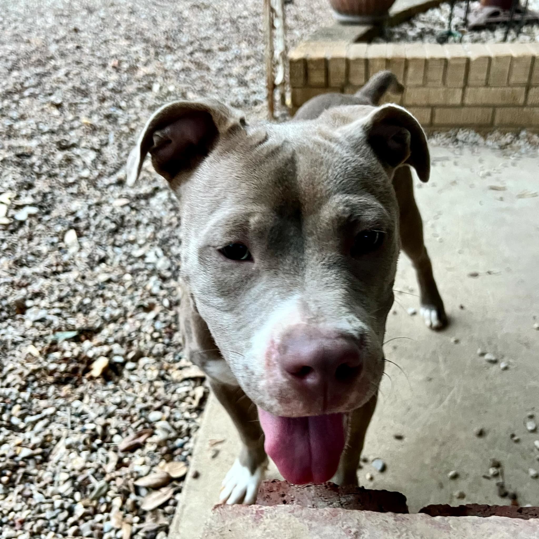 Care Bear, an adoptable Pit Bull Terrier in Arlee, MT, 59821 | Photo Image 3