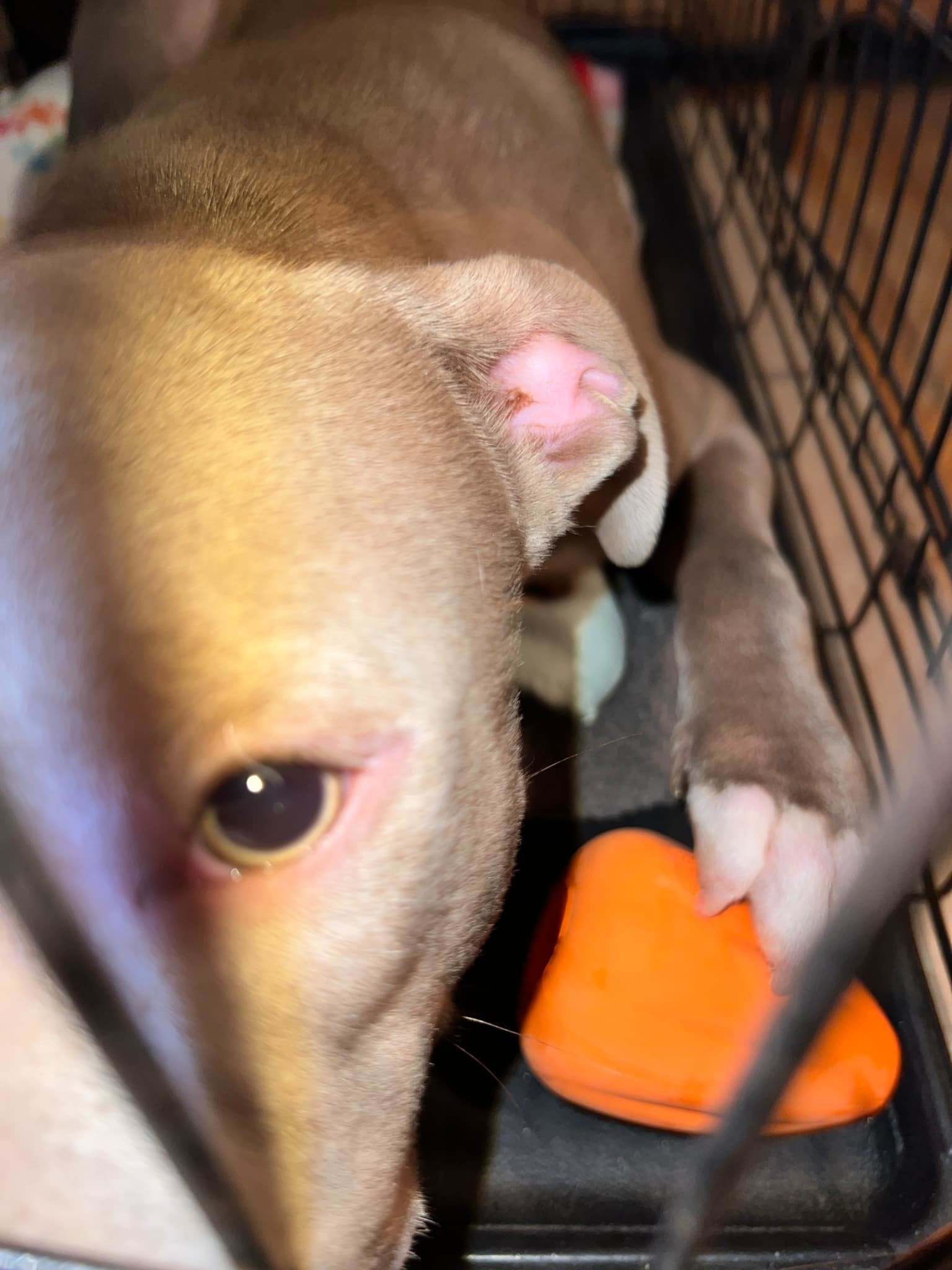 Care Bear, an adoptable Pit Bull Terrier in Arlee, MT, 59821 | Photo Image 5