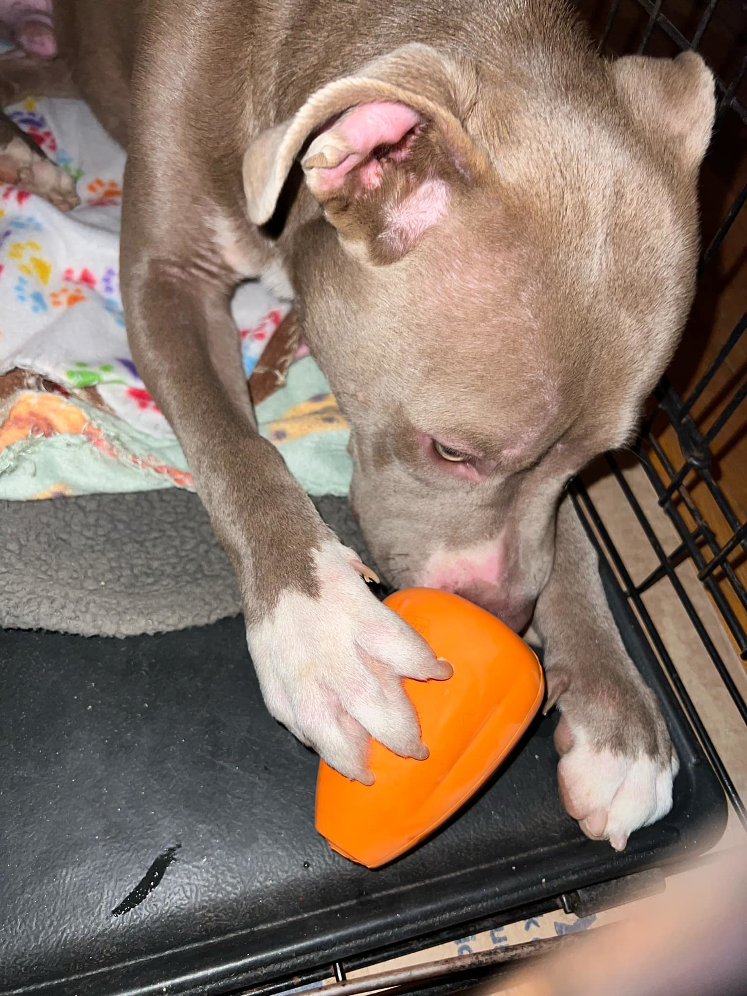 Care Bear, an adoptable Pit Bull Terrier in Arlee, MT, 59821 | Photo Image 6