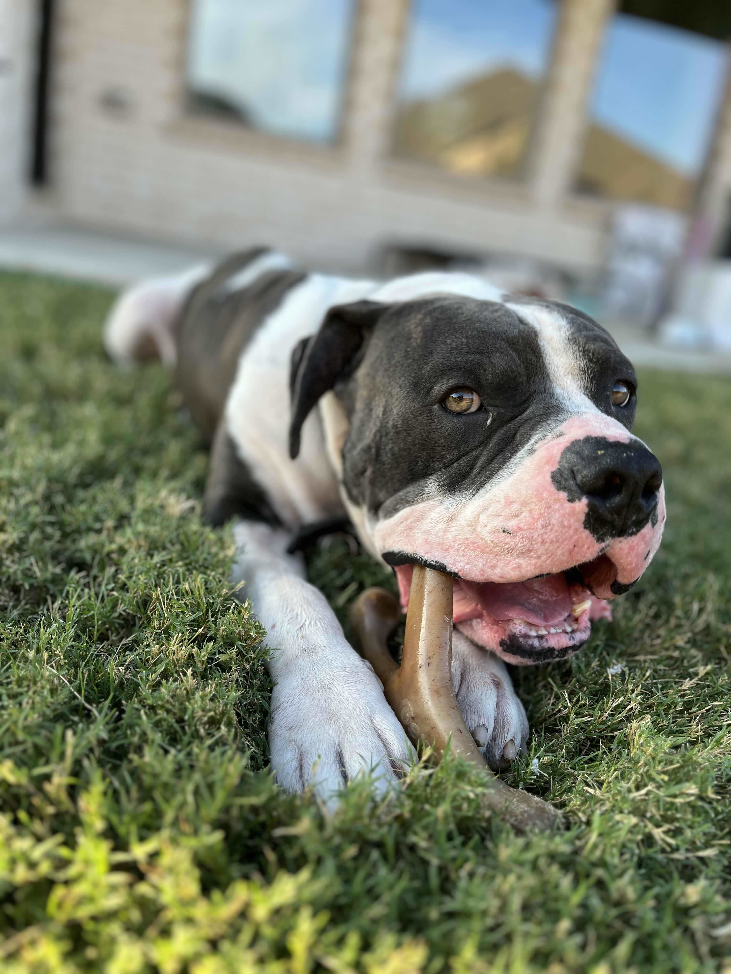 Buddy 4.0, an adoptable Pit Bull Terrier in Arlee, MT, 59821 | Photo Image 1