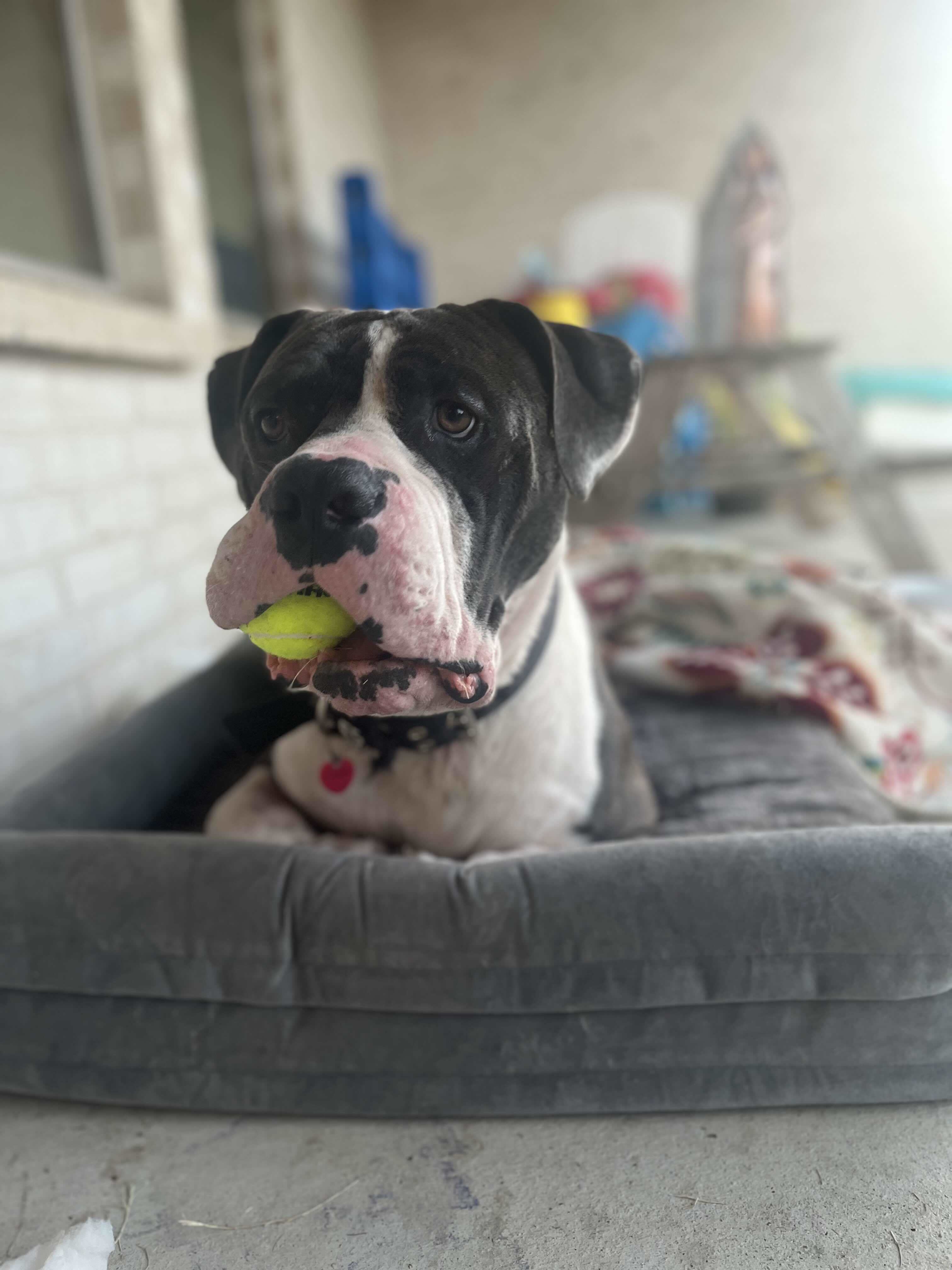 Buddy 4.0, an adoptable Pit Bull Terrier in Arlee, MT, 59821 | Photo Image 2