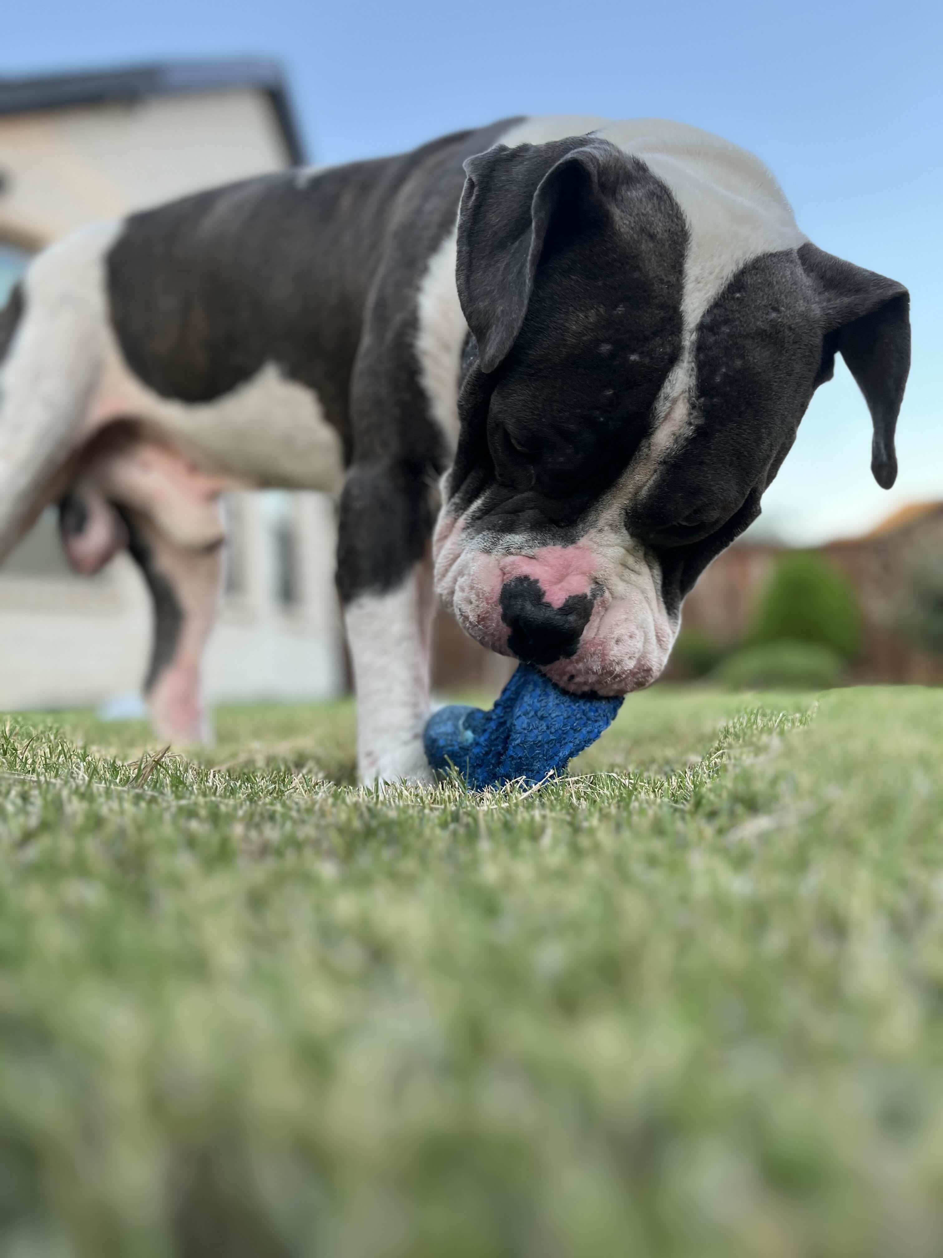 Buddy 4.0, an adoptable Pit Bull Terrier in Arlee, MT, 59821 | Photo Image 3