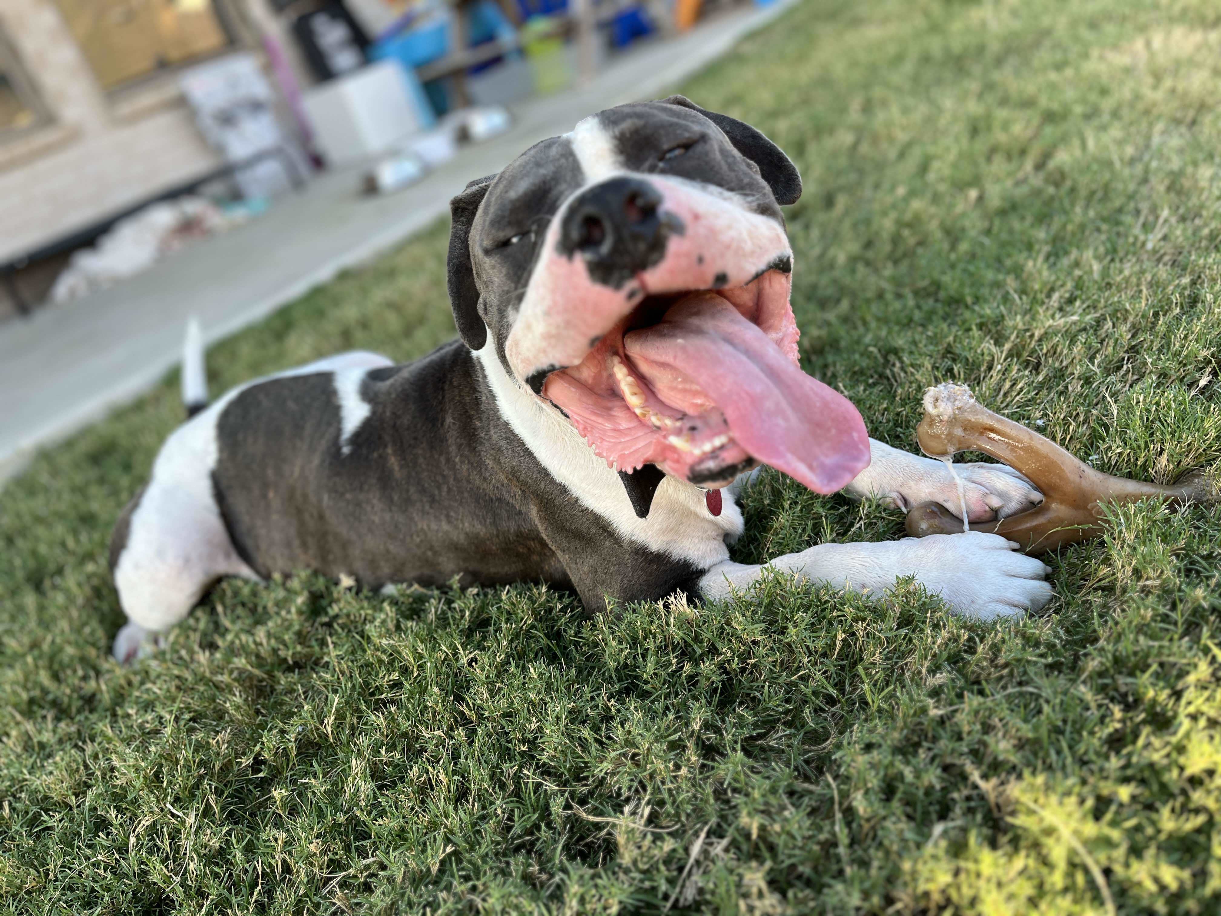 Buddy 4.0, an adoptable Pit Bull Terrier in Arlee, MT, 59821 | Photo Image 4