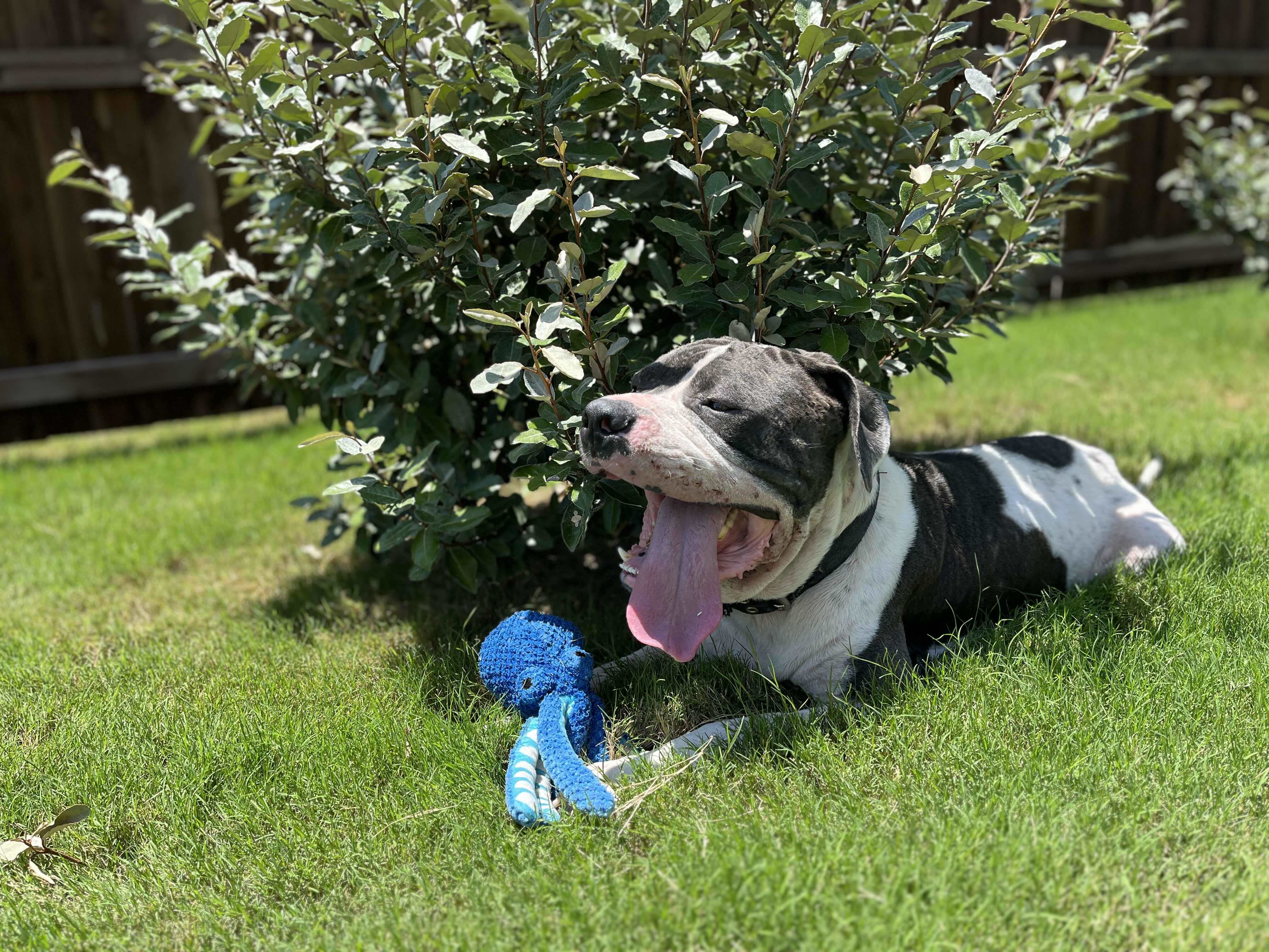 Buddy 4.0, an adoptable Pit Bull Terrier in Arlee, MT, 59821 | Photo Image 5