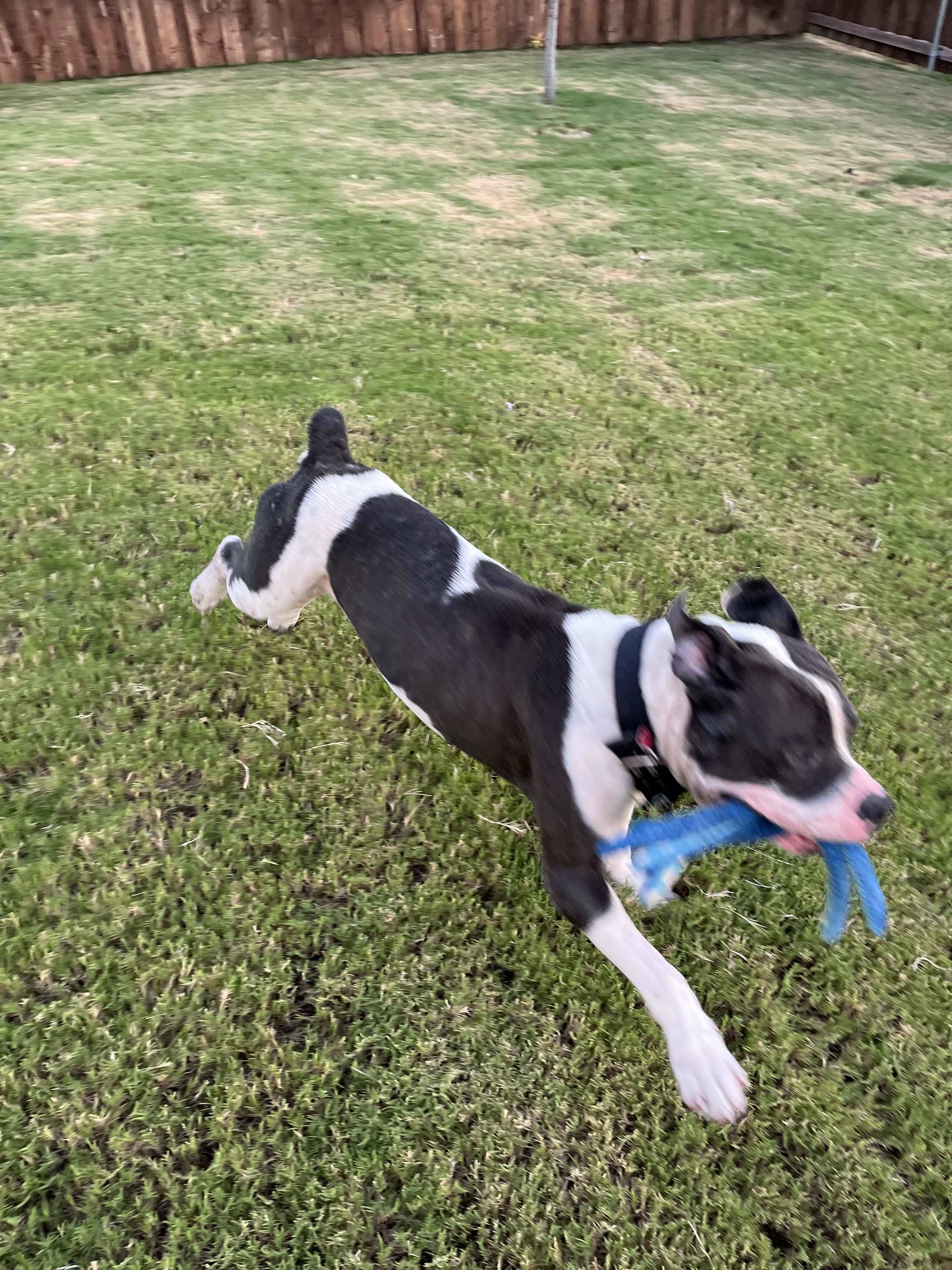 Buddy 4.0, an adoptable Pit Bull Terrier in Arlee, MT, 59821 | Photo Image 6