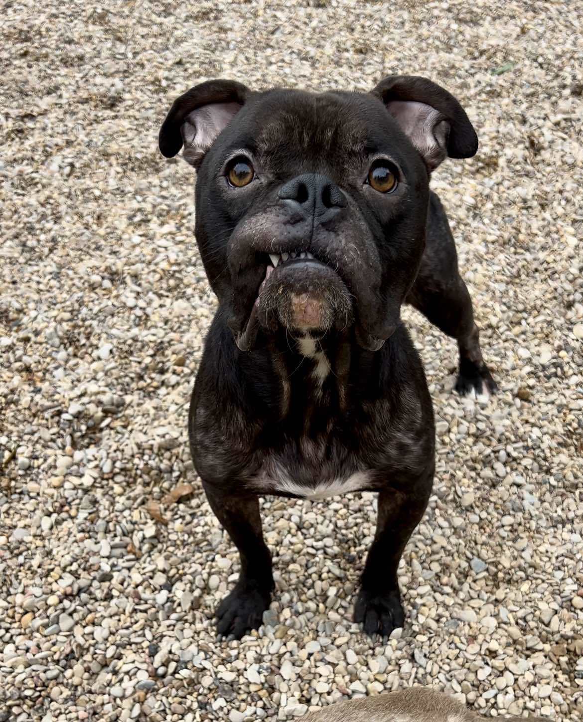 Rufus, an adoptable Pit Bull Terrier in Arlee, MT, 59821 | Photo Image 1