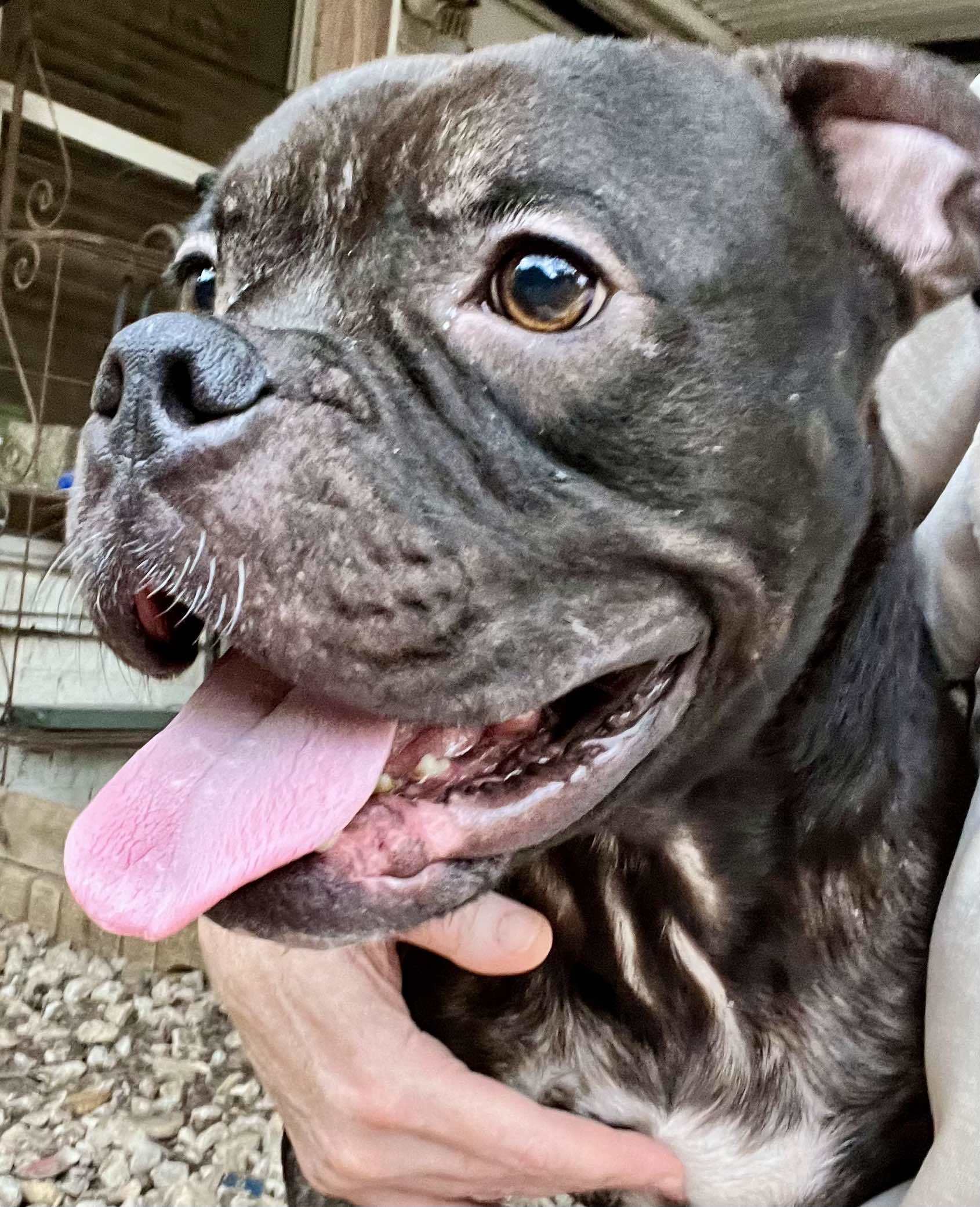 Rufus, an adoptable Pit Bull Terrier in Arlee, MT, 59821 | Photo Image 3