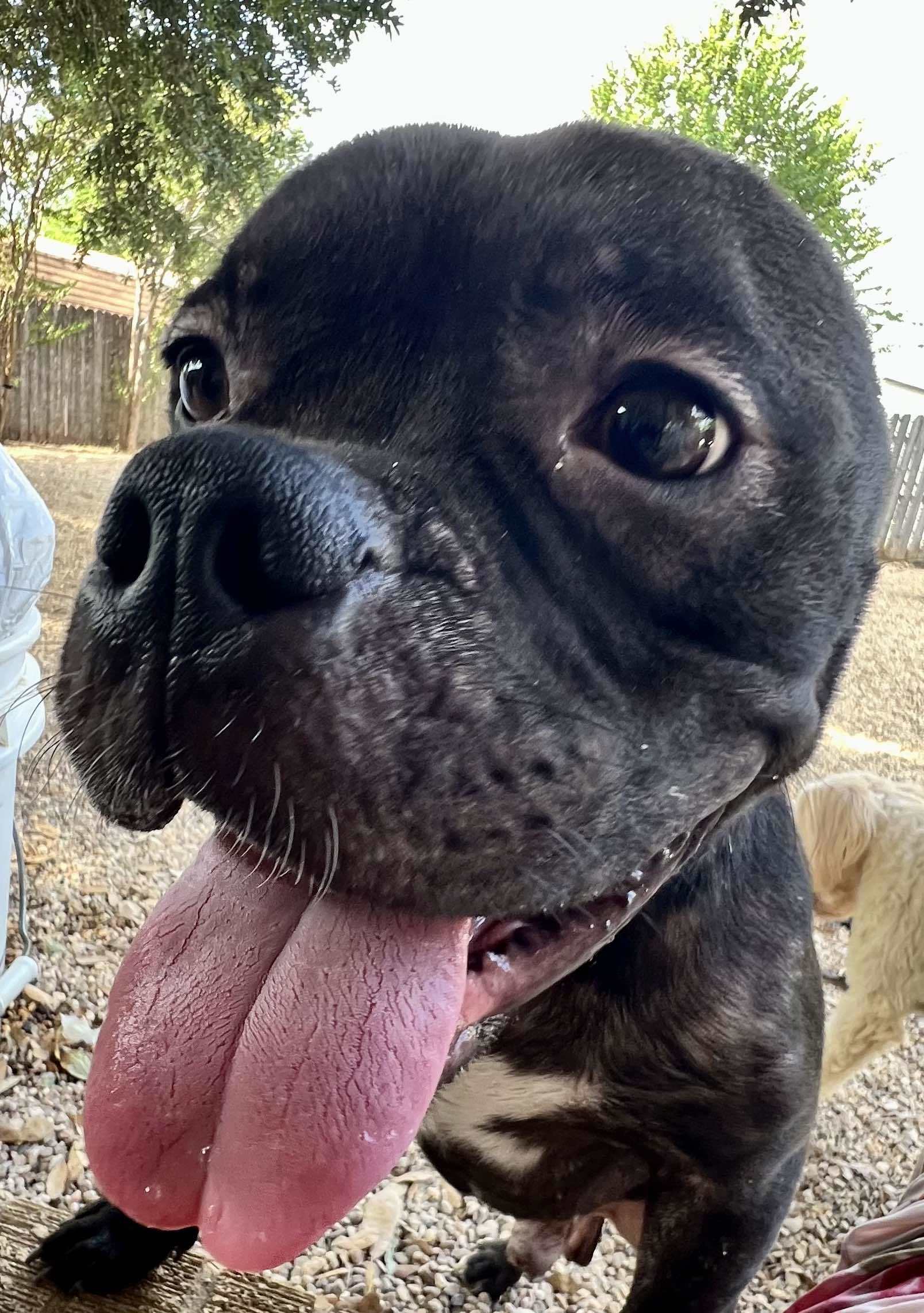 Rufus, an adoptable Pit Bull Terrier in Arlee, MT, 59821 | Photo Image 4