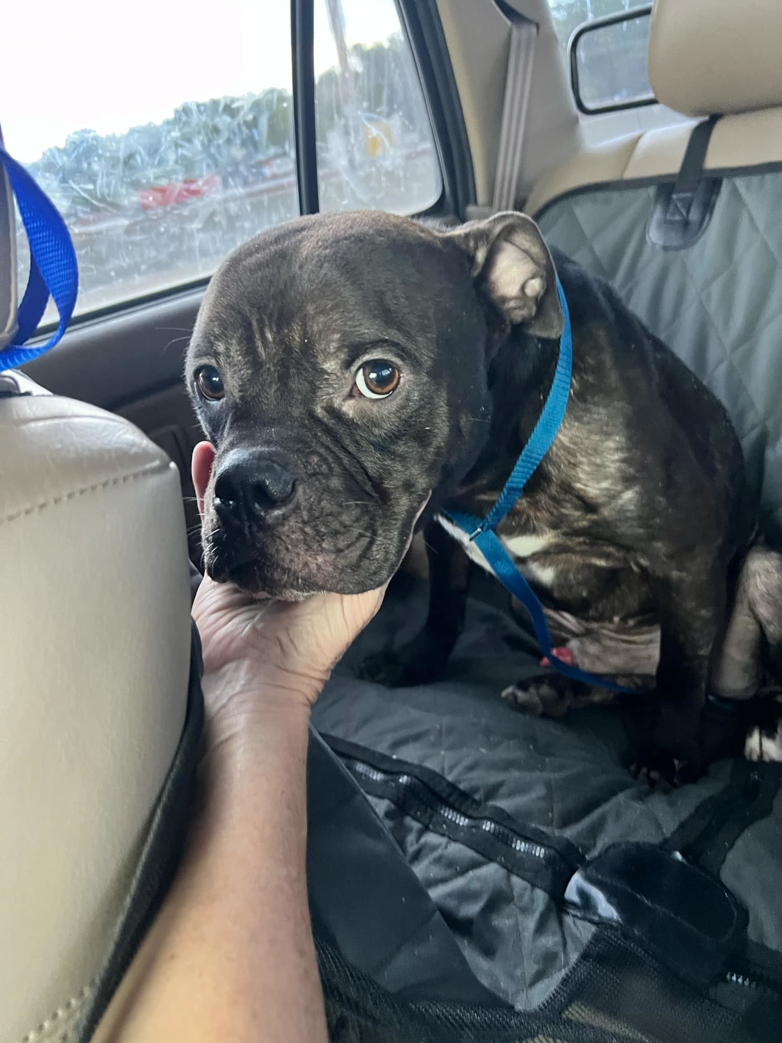 Rufus, an adoptable Pit Bull Terrier in Arlee, MT, 59821 | Photo Image 6