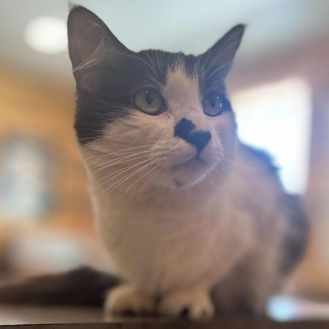 Kilo, an adoptable American Shorthair in Lander, WY, 82520 | Photo Image 1