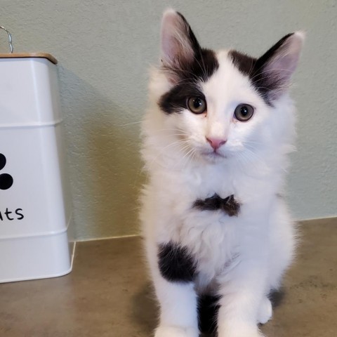 Mike, an adoptable Domestic Short Hair in Lander, WY, 82520 | Photo Image 1