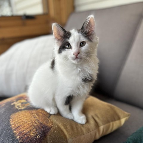 Mike, an adoptable Domestic Short Hair in Lander, WY, 82520 | Photo Image 4