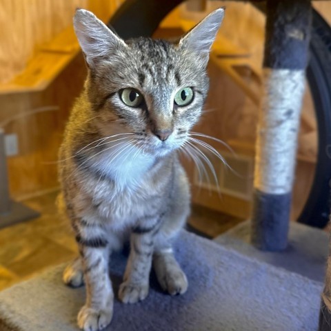 Kiara, an adoptable Domestic Short Hair in Lander, WY, 82520 | Photo Image 1