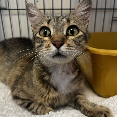 Kiara, an adoptable Domestic Short Hair in Lander, WY, 82520 | Photo Image 2