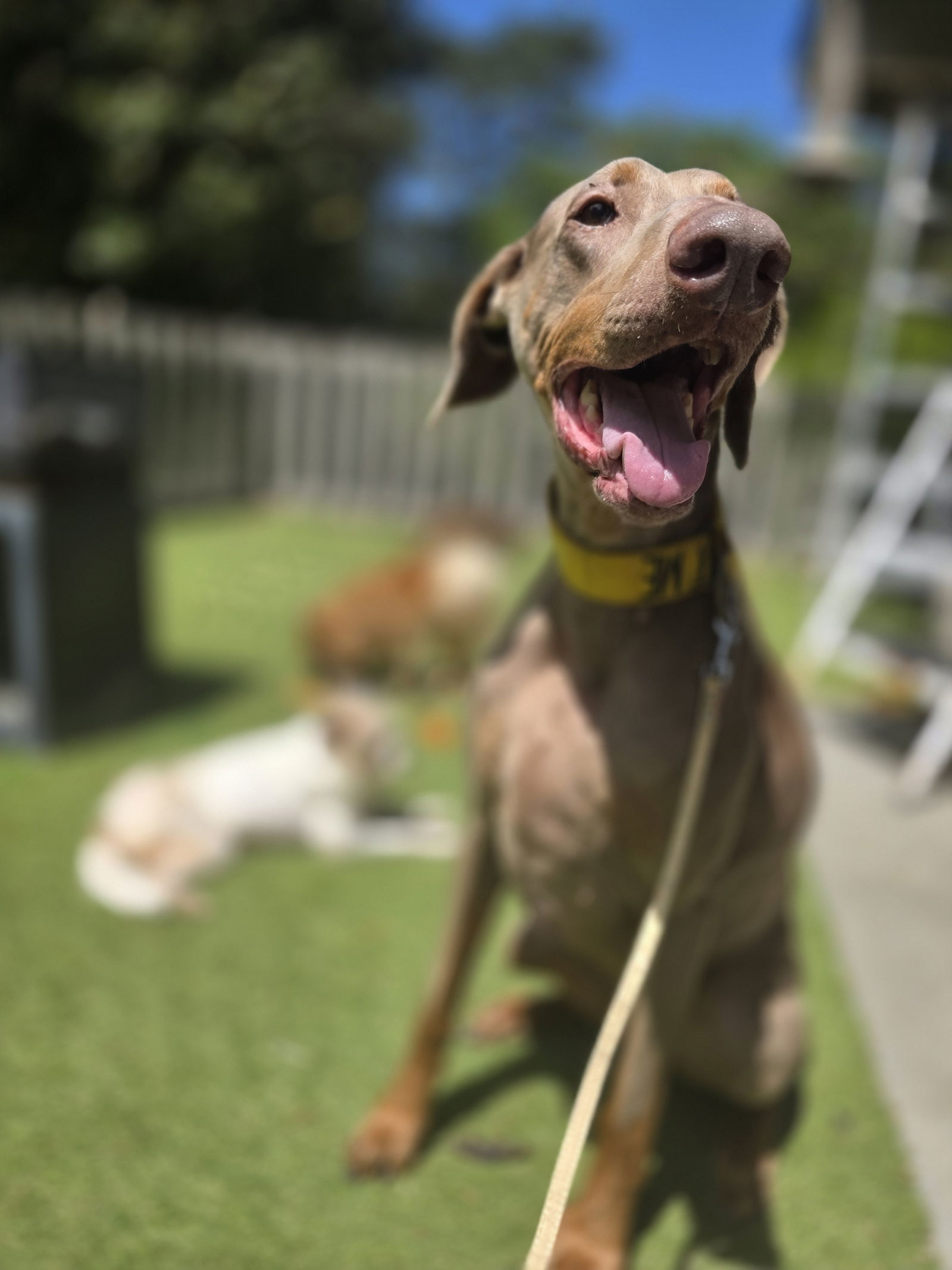 Marley Mae
