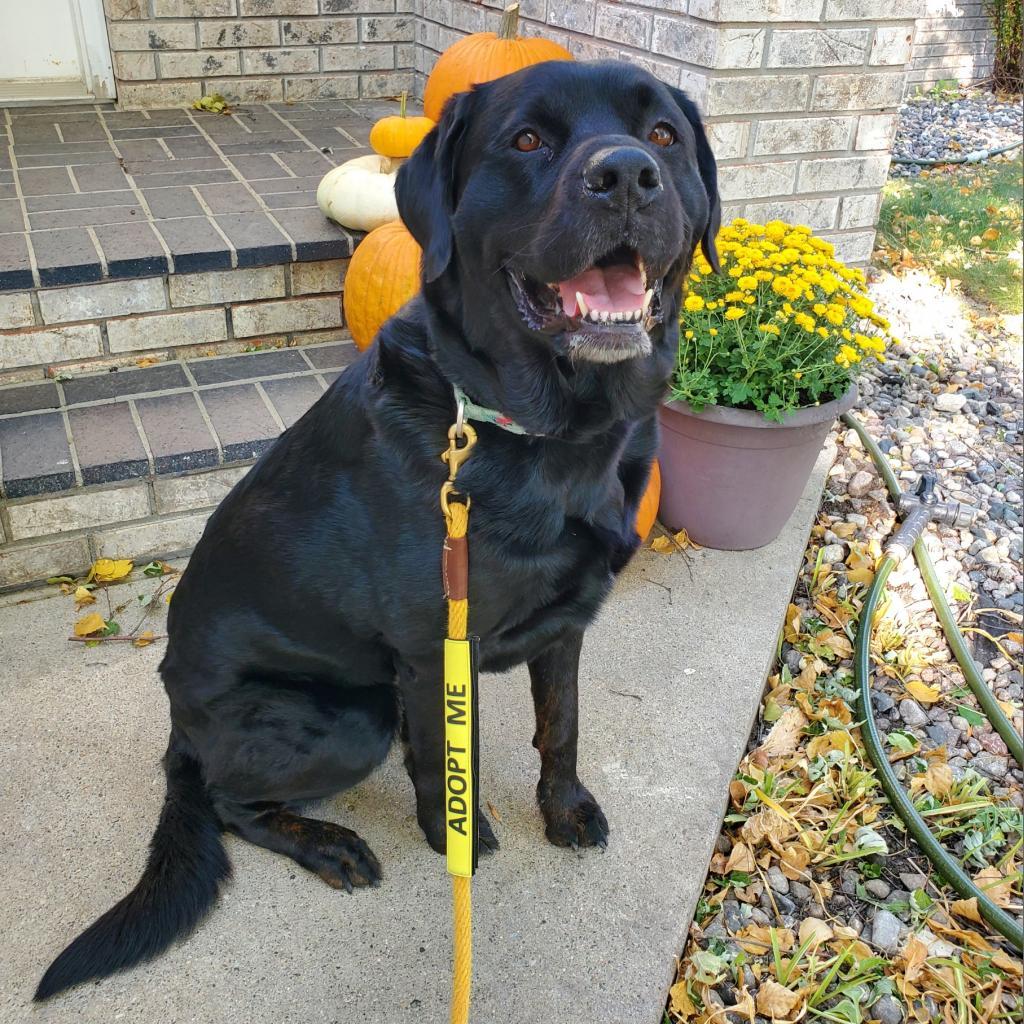 Rosalie--In Foster***ADOPTION PENDING***, an adoptable Labrador Retriever, Rottweiler in Fargo, ND, 58102 | Photo Image 1