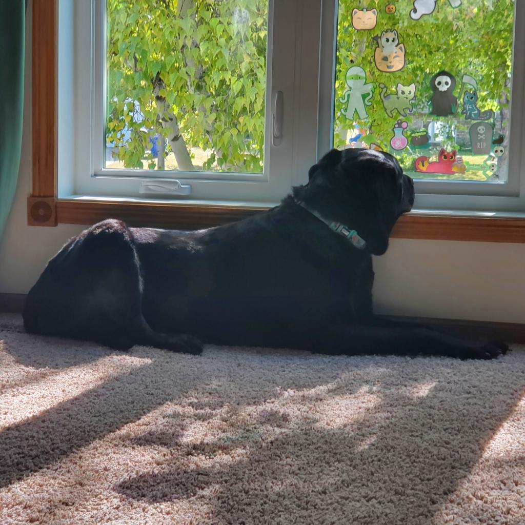 Rosalie--In Foster***ADOPTION PENDING***, an adoptable Labrador Retriever, Rottweiler in Fargo, ND, 58102 | Photo Image 2