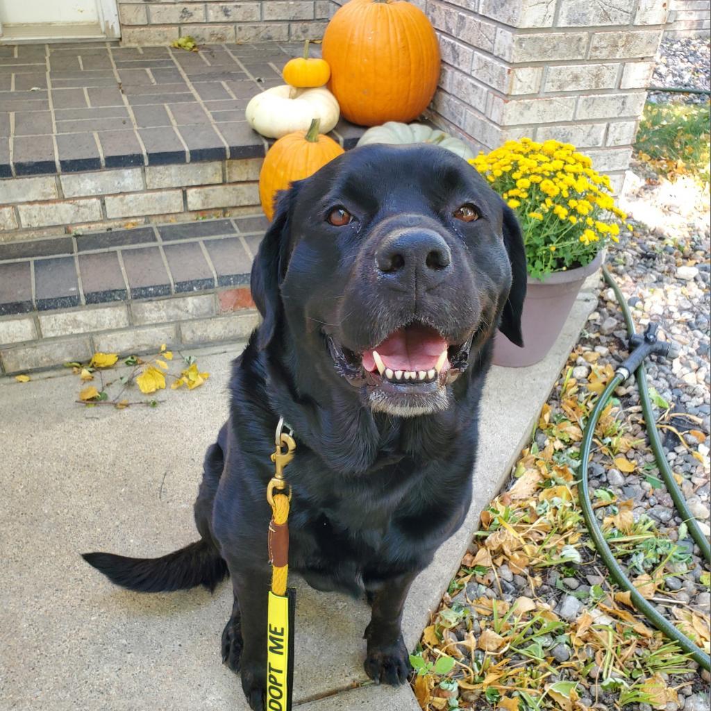 Rosalie--In Foster***ADOPTION PENDING***, an adoptable Labrador Retriever, Rottweiler in Fargo, ND, 58102 | Photo Image 3