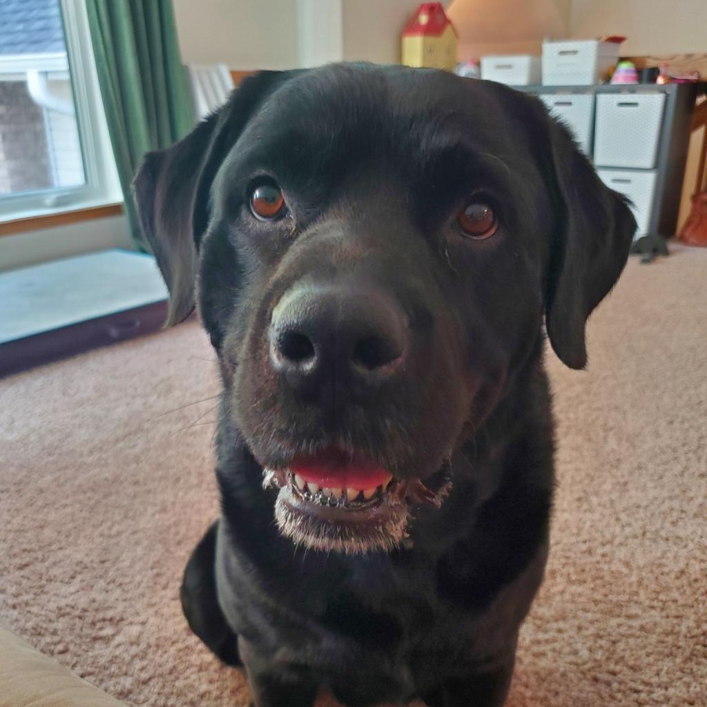 Rosalie--In Foster***ADOPTION PENDING***, an adoptable Labrador Retriever, Rottweiler in Fargo, ND, 58102 | Photo Image 6