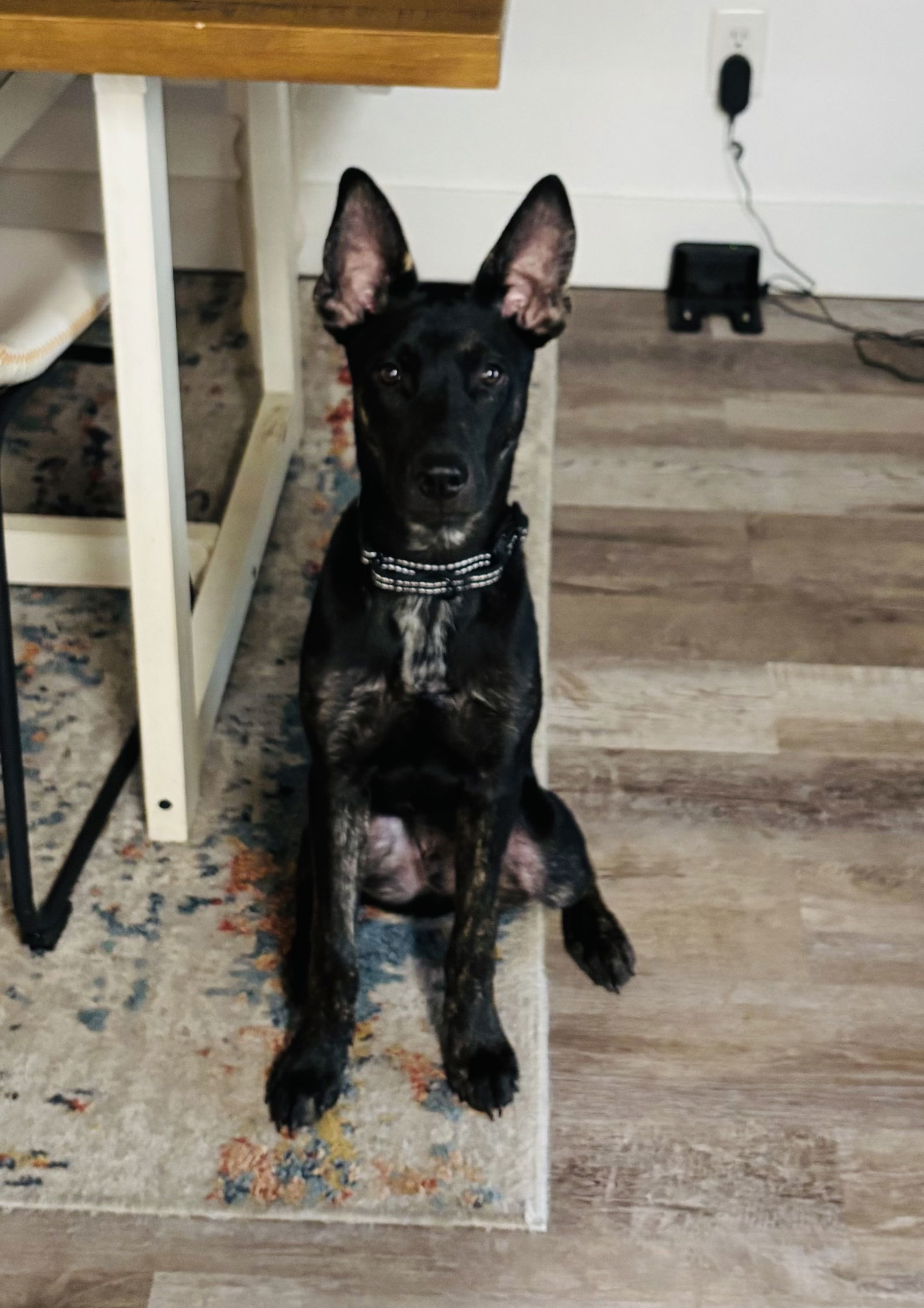 Archie